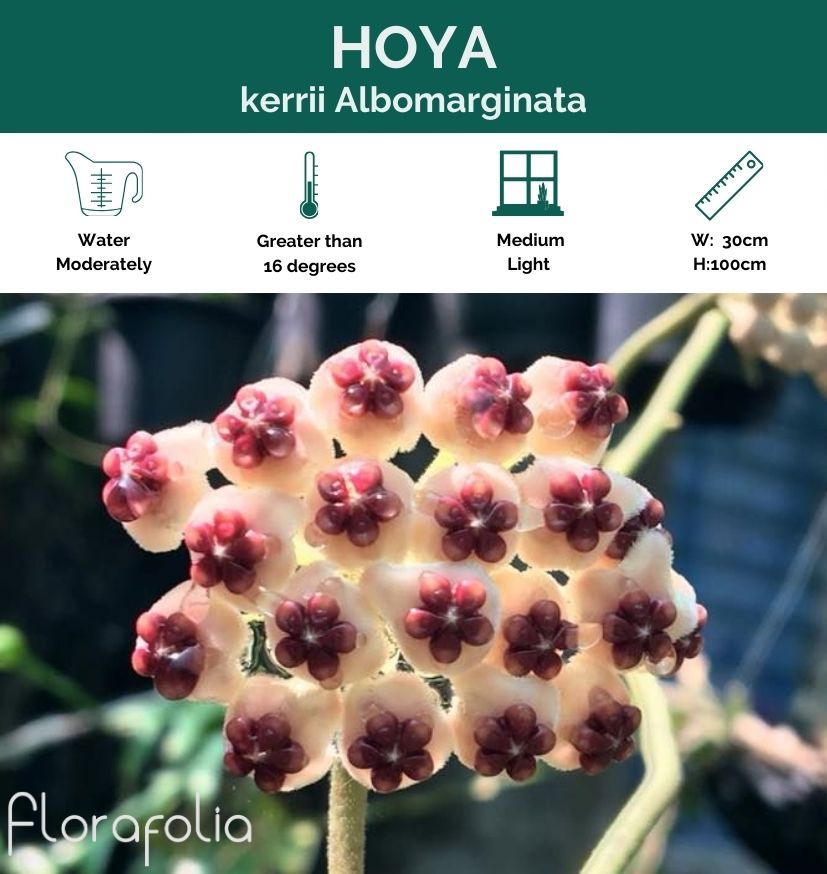 Hoya kerrii albomarginata, photo 3