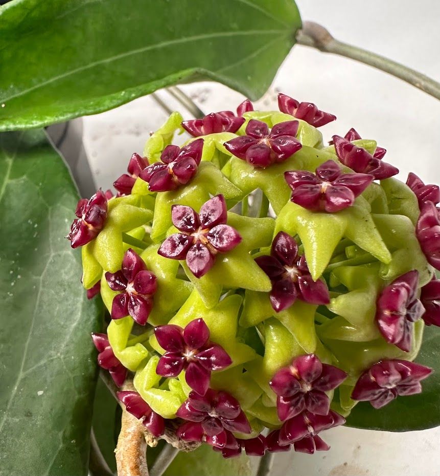 Hoya cinnamomifolia grown at the nursery