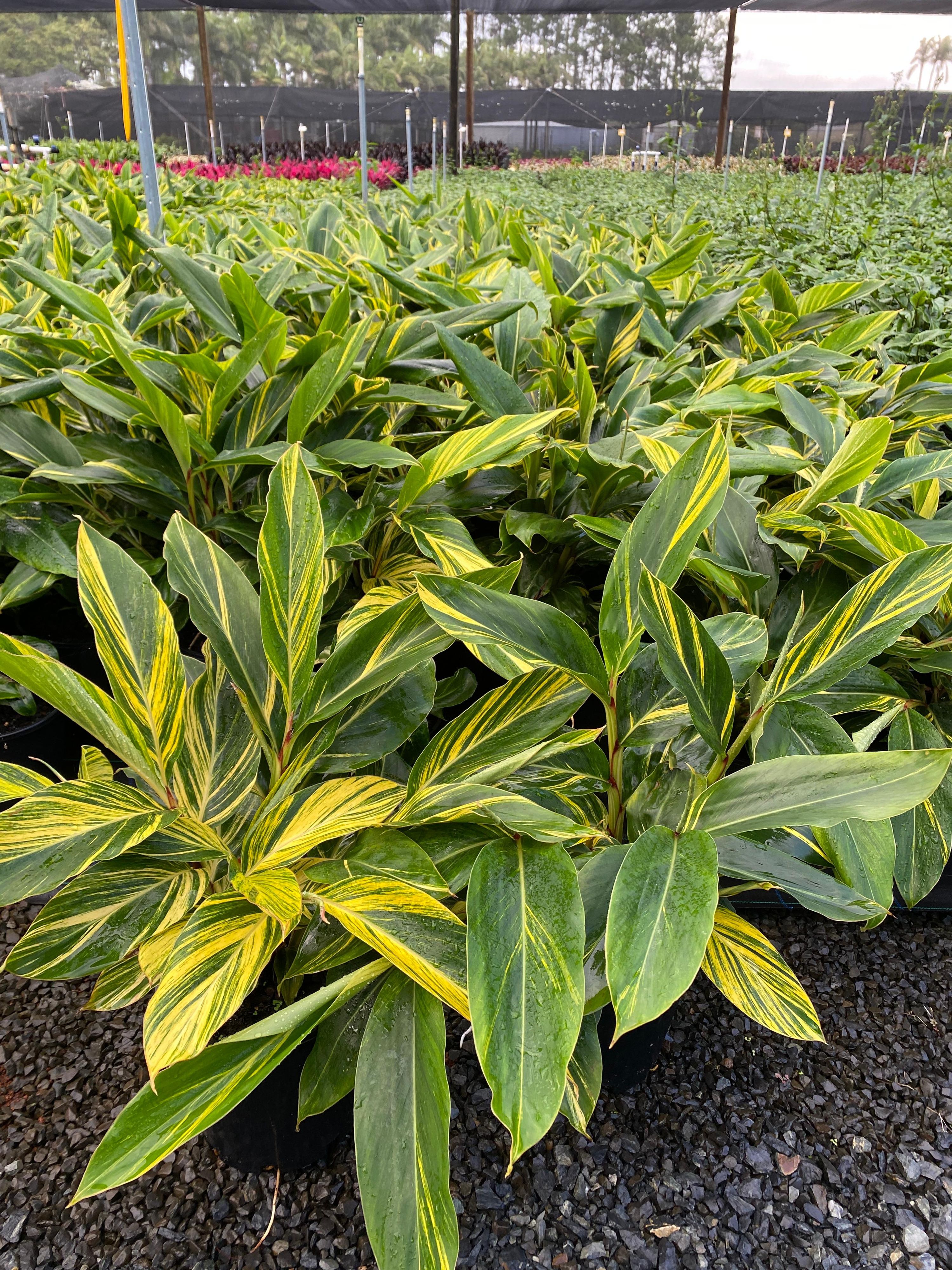 Alpinia zerumbet variegata, photo 2