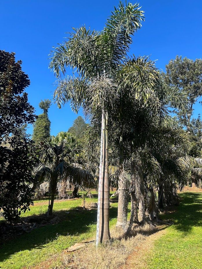 Wodyetia bifurcata (Foxtail Palm) grown at the nursery