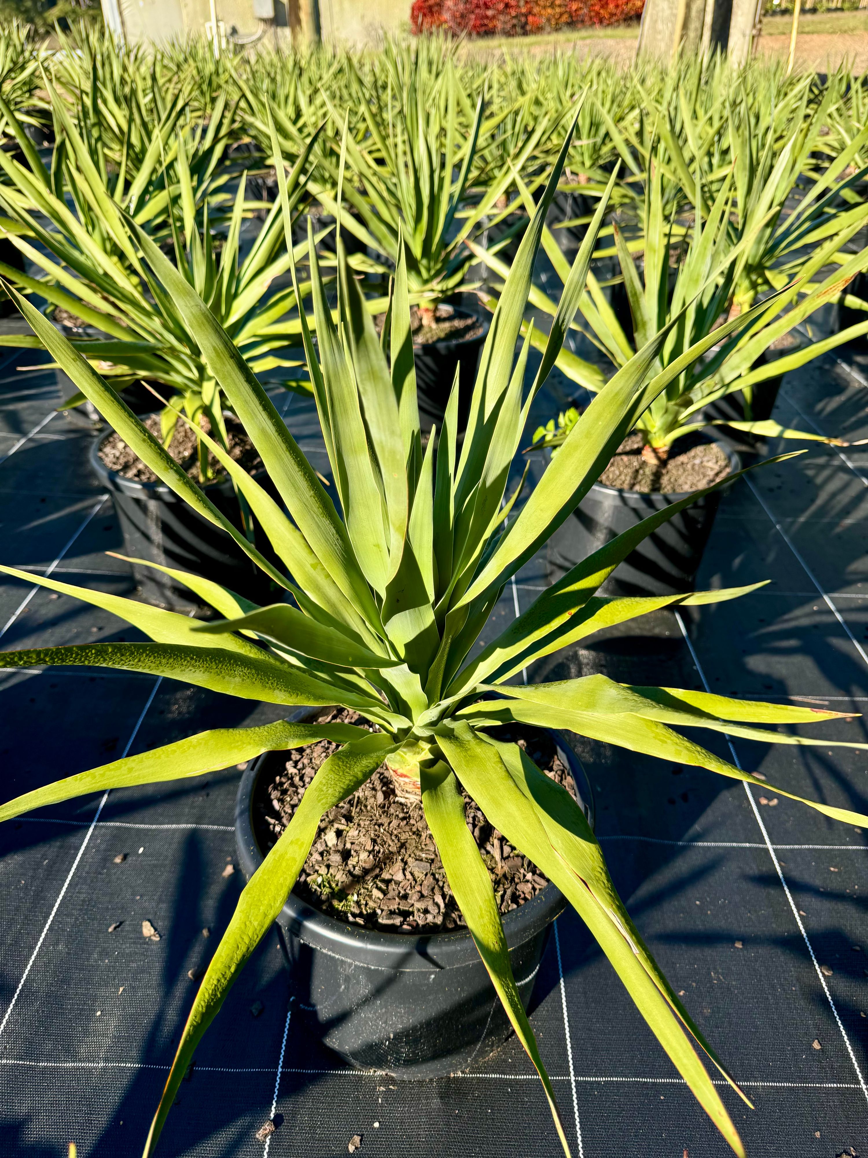 Dracaena draco grown at the nursery