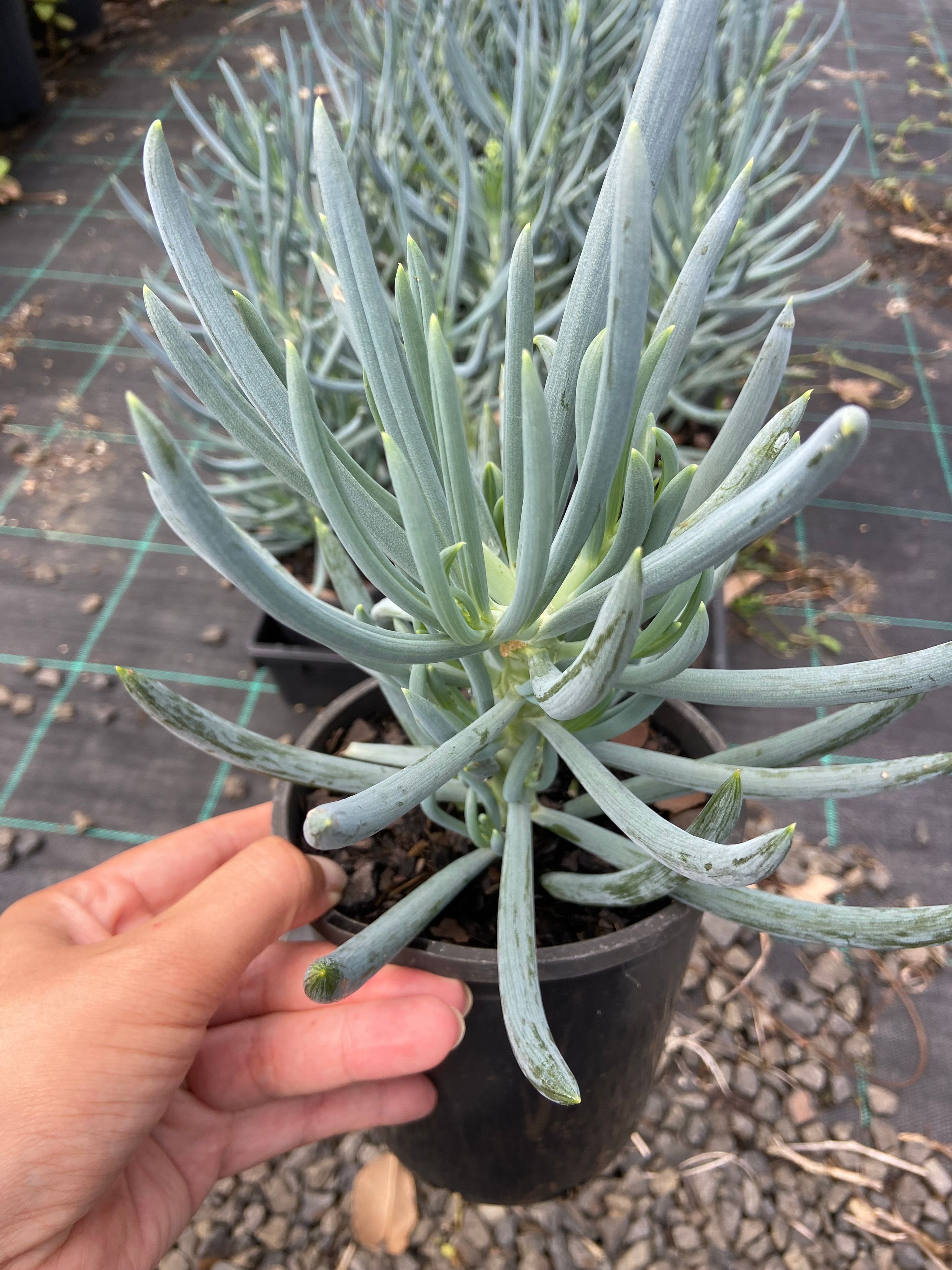 Senecio mandraliscae Blue Chalks grown at the nursery