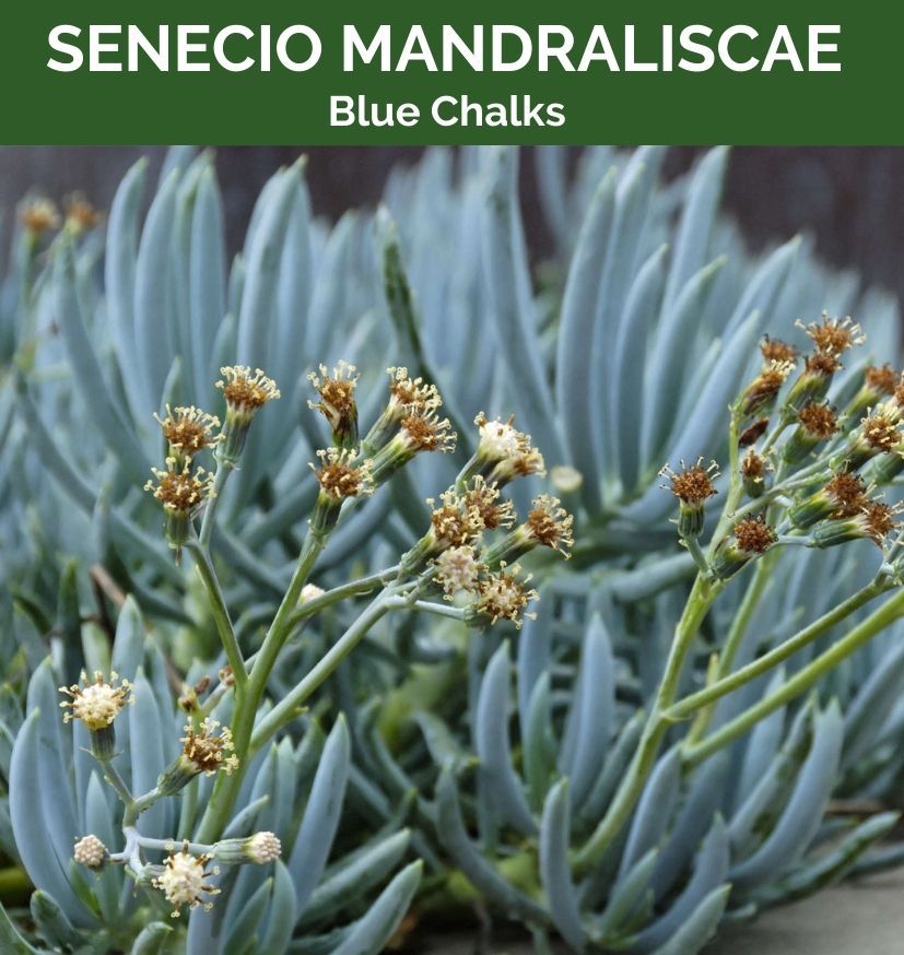Senecio mandraliscae Blue Chalks, photo 3