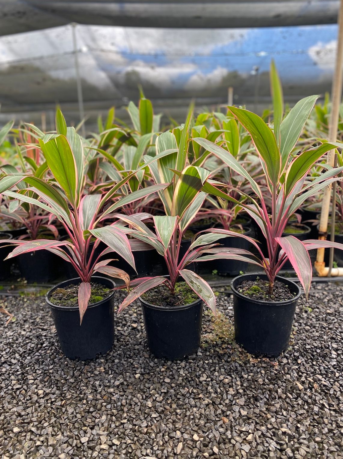 Cordyline fruticosa Pink Diamond grown at the nursery