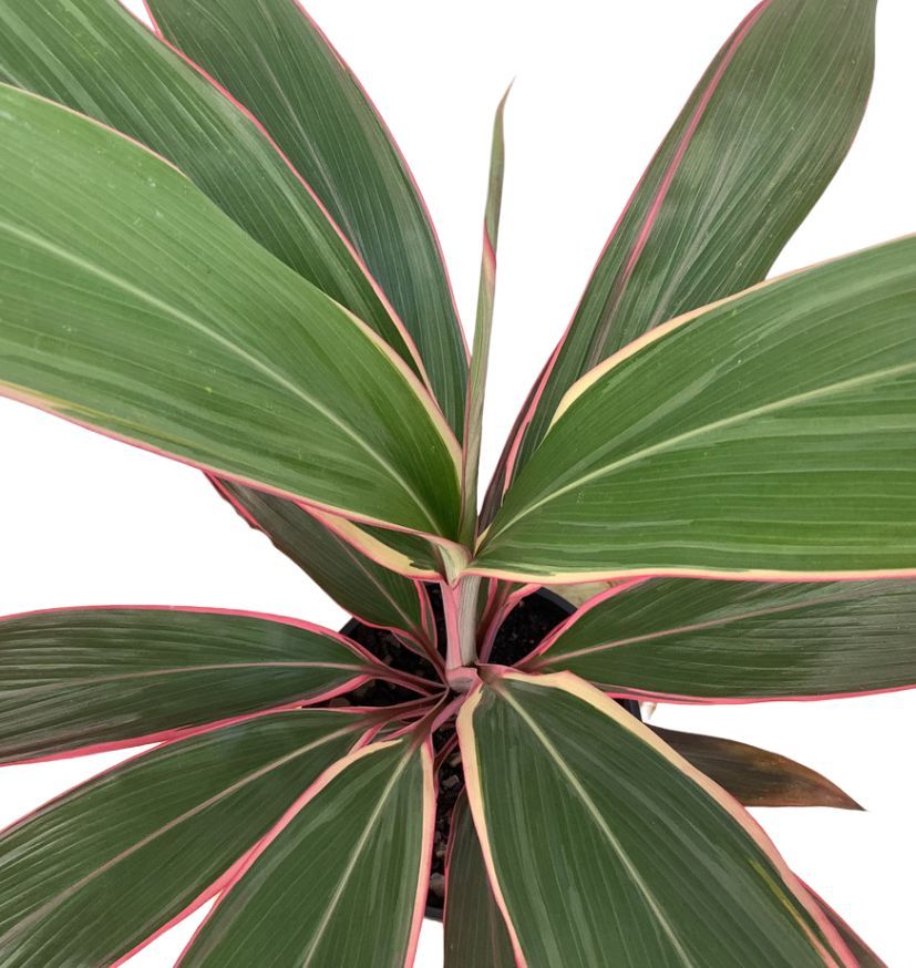 Cordyline fruticosa Pink Diamond, photo 3