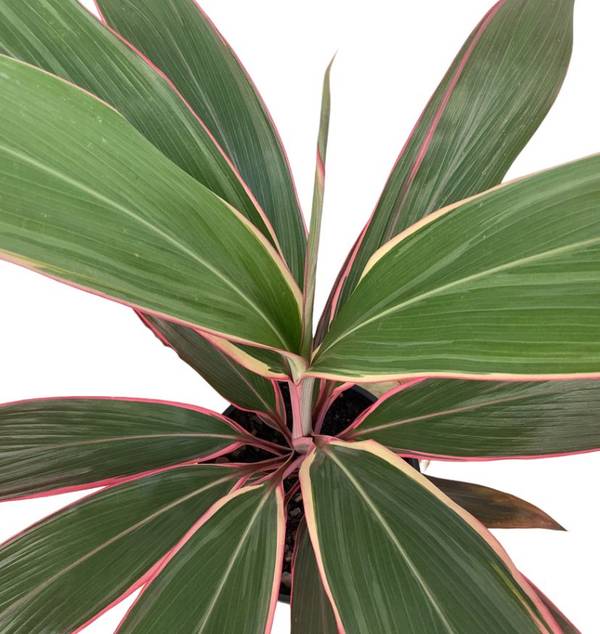 Cordyline fruticosa Pink Diamond, photo 3
