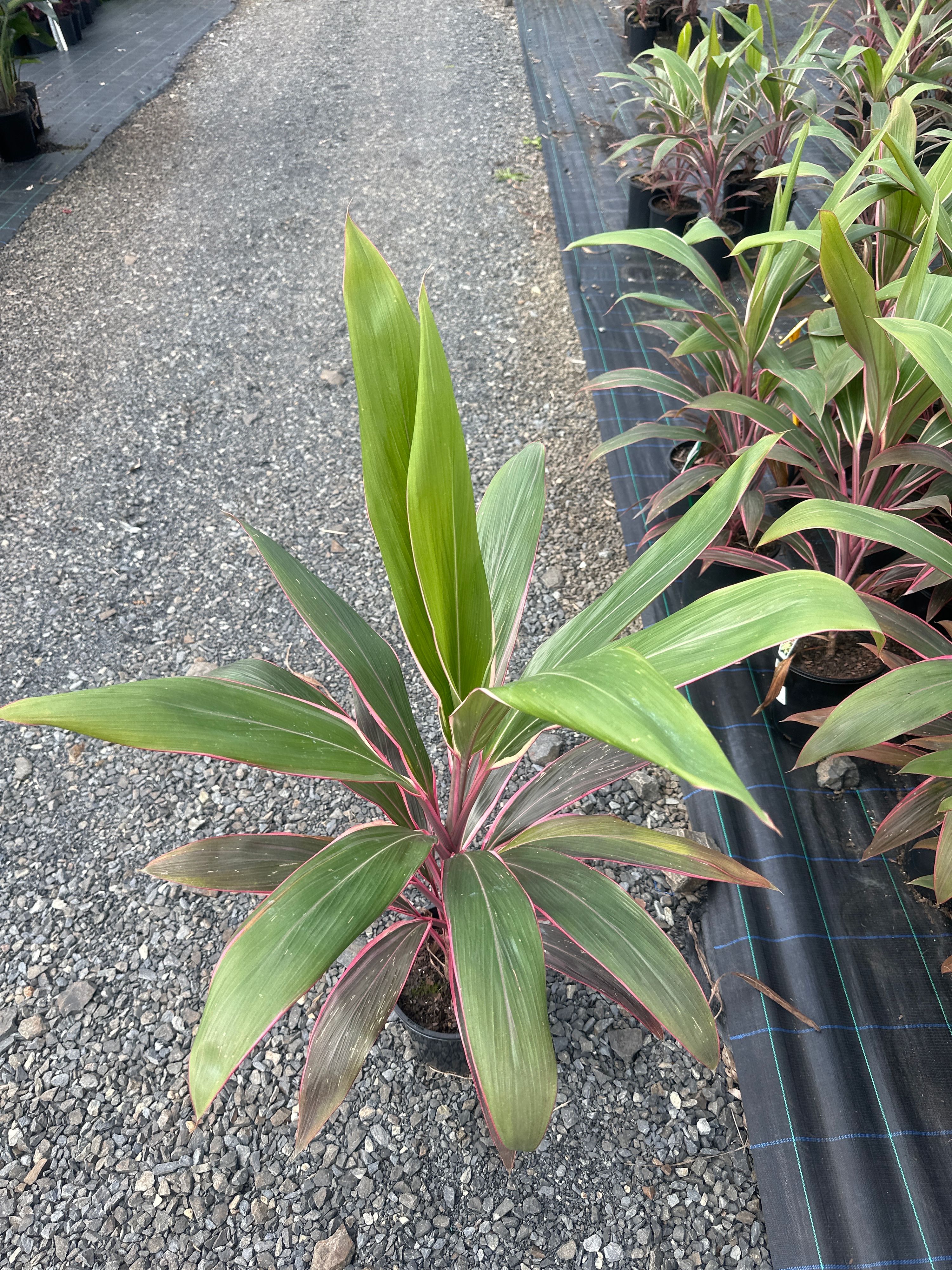 Cordyline fruticosa Pink Diamond, photo 2