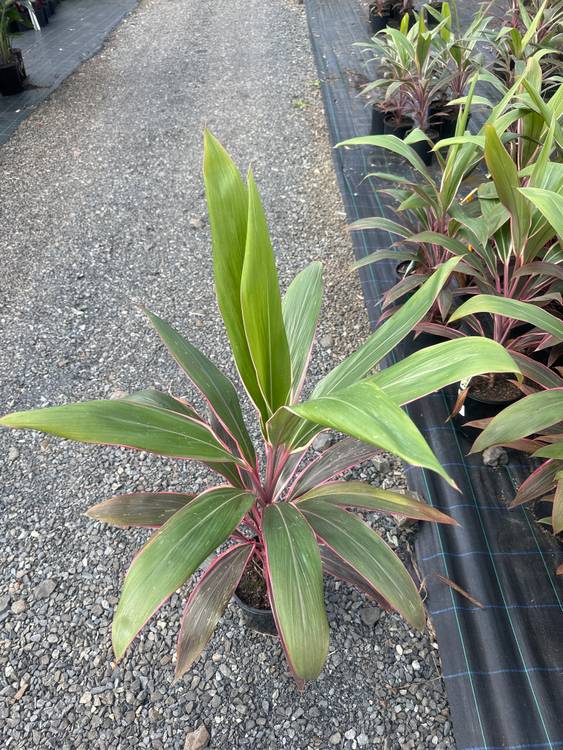Cordyline fruticosa Pink Diamond, photo 2