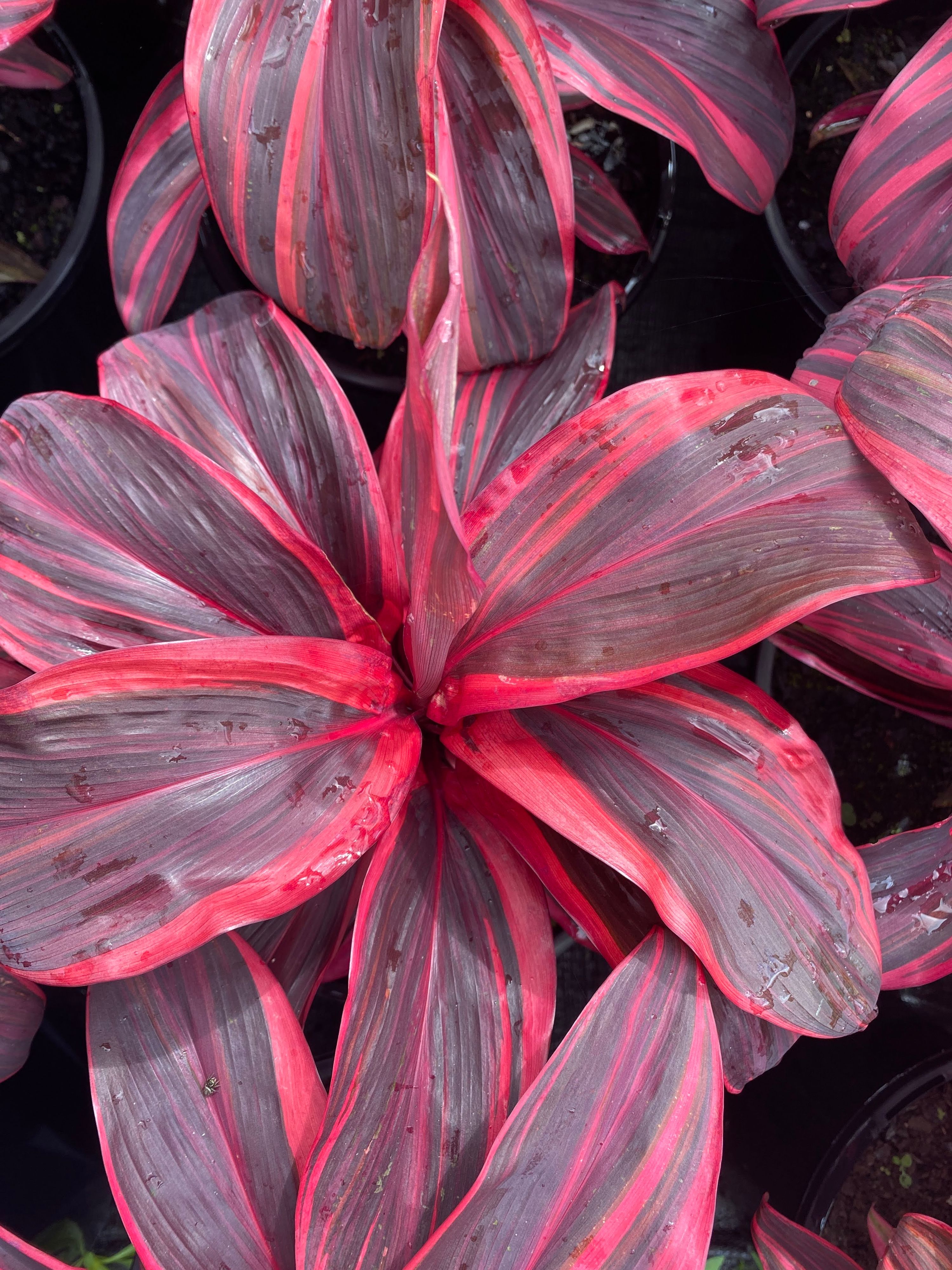 Cordyline Pink Champion grown at the nursery