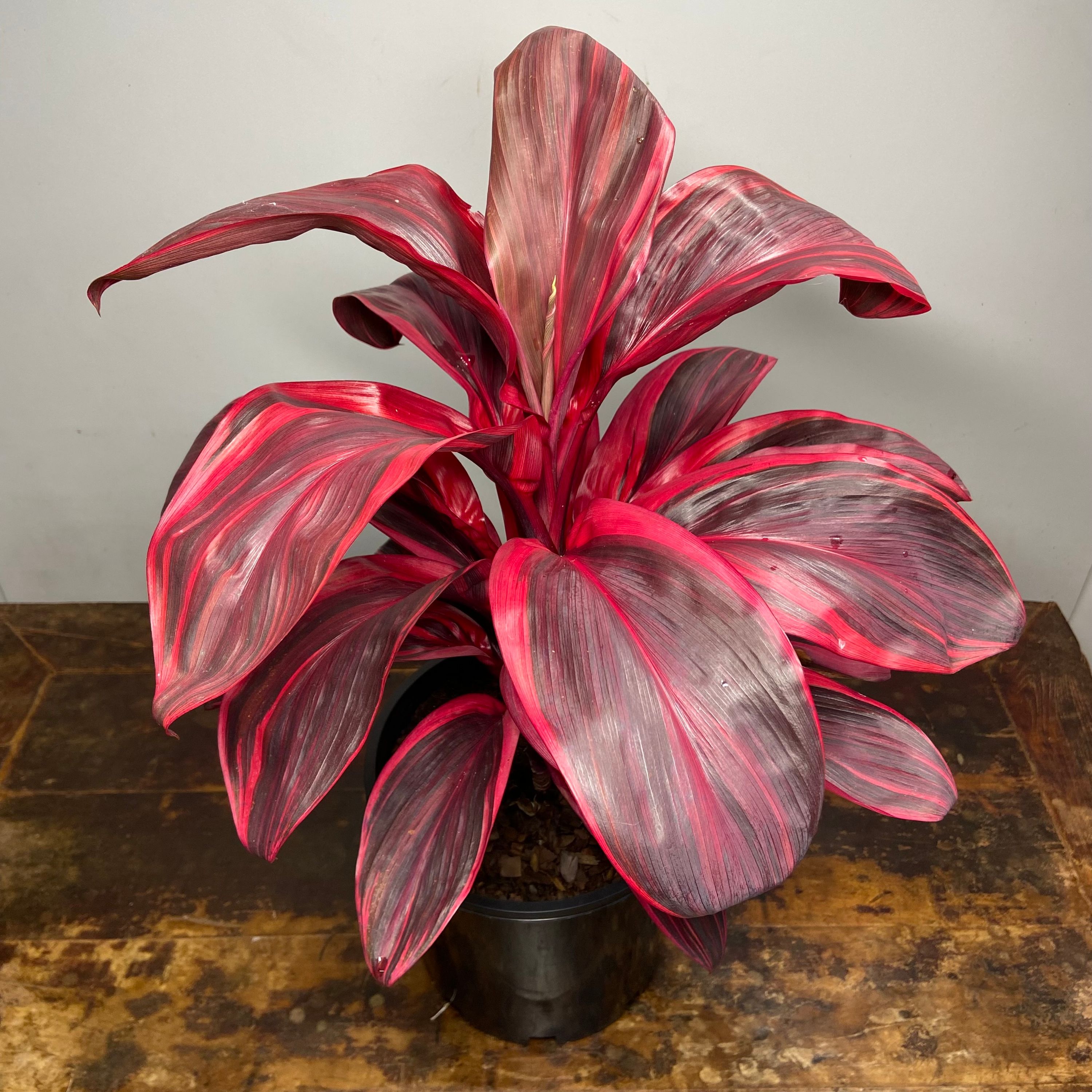 Cordyline Pink Champion, photo 4
