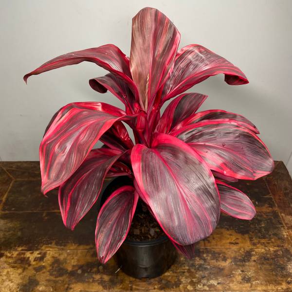 Cordyline Pink Champion, photo 4
