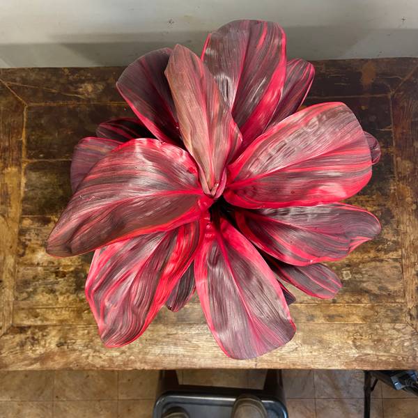 Cordyline Pink Champion, photo 7