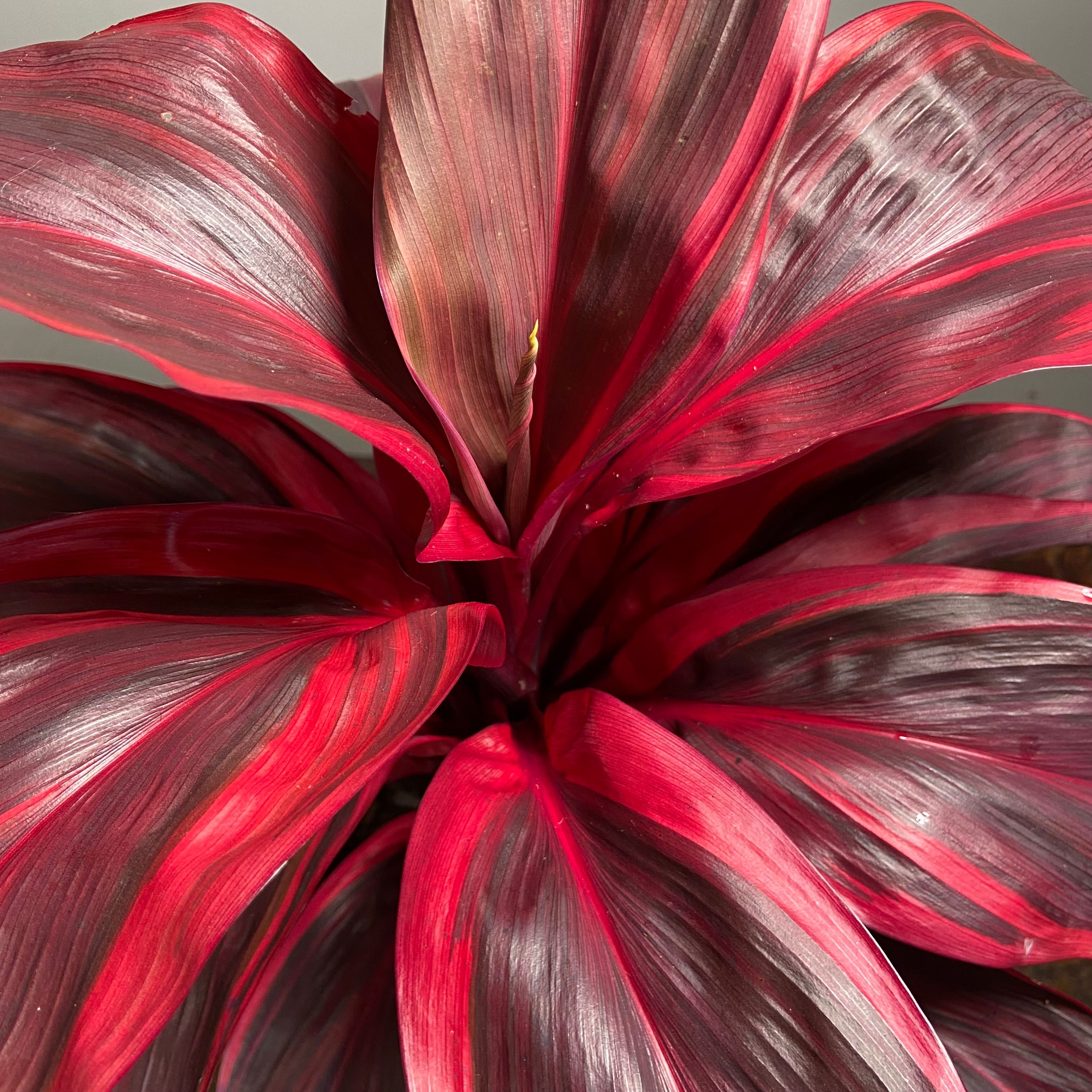 Cordyline Pink Champion, photo 8