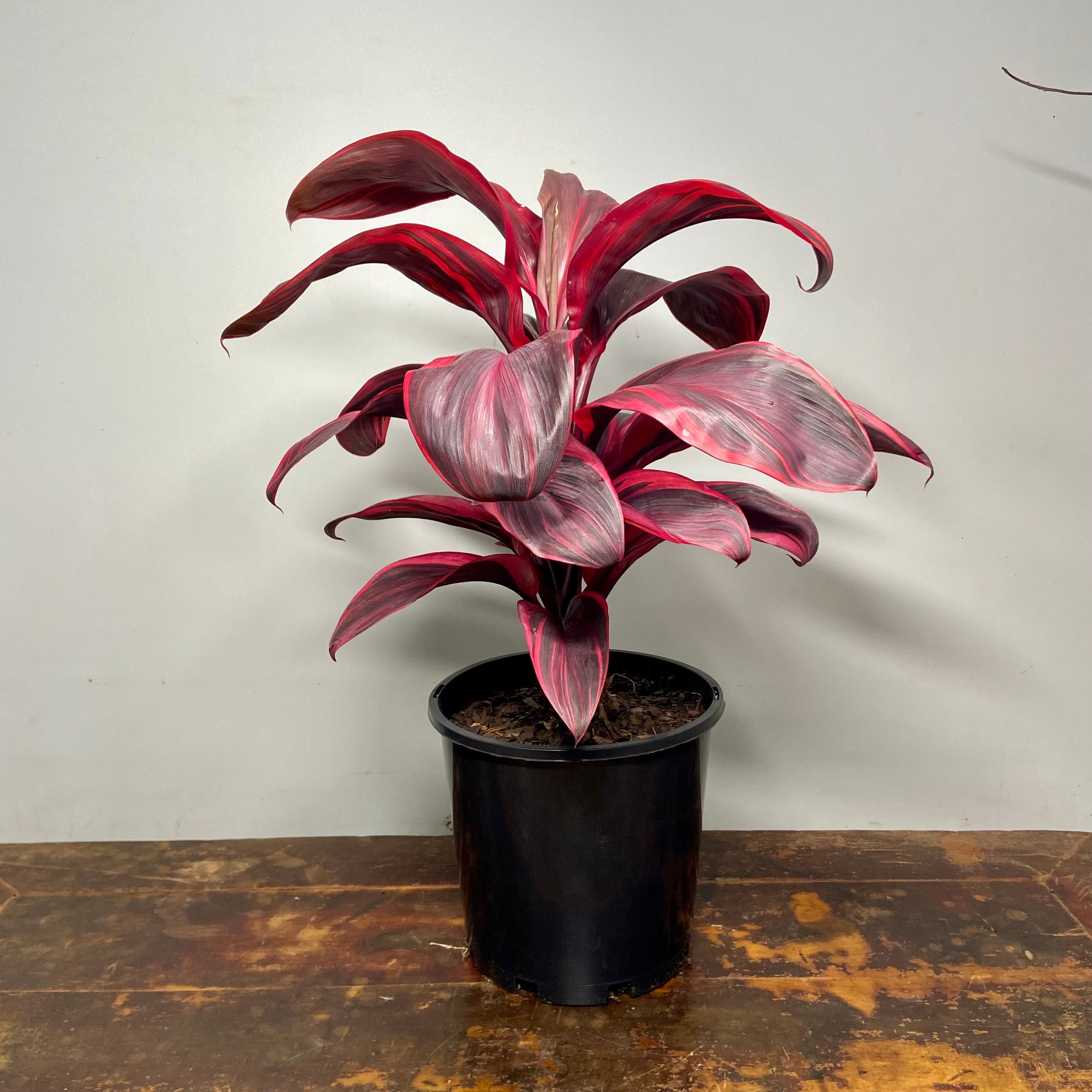 Cordyline Pink Champion, photo 6