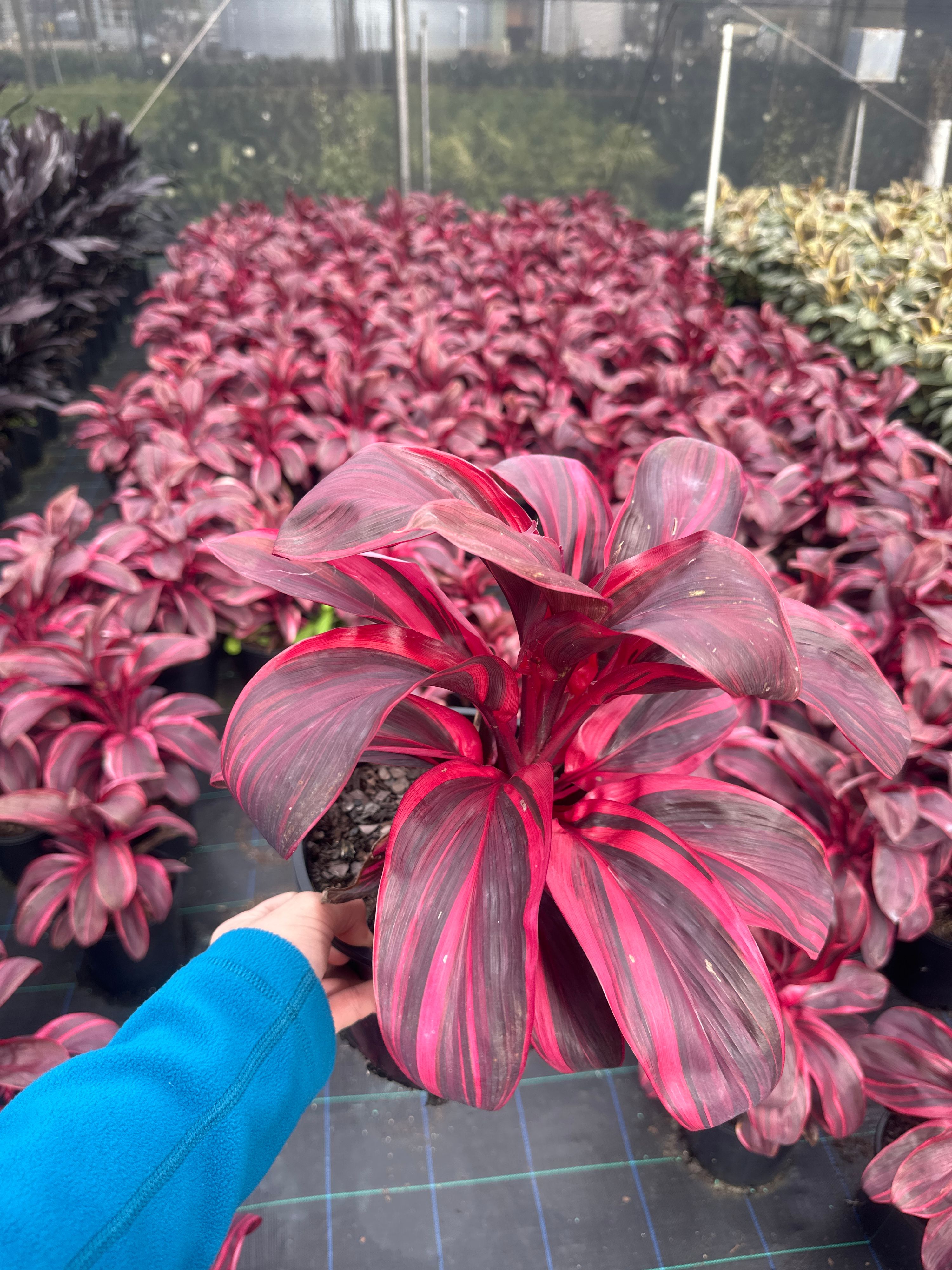 Cordyline Pink Champion, photo 6