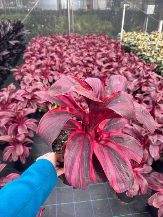 Cordyline Pink Champion, photo 6