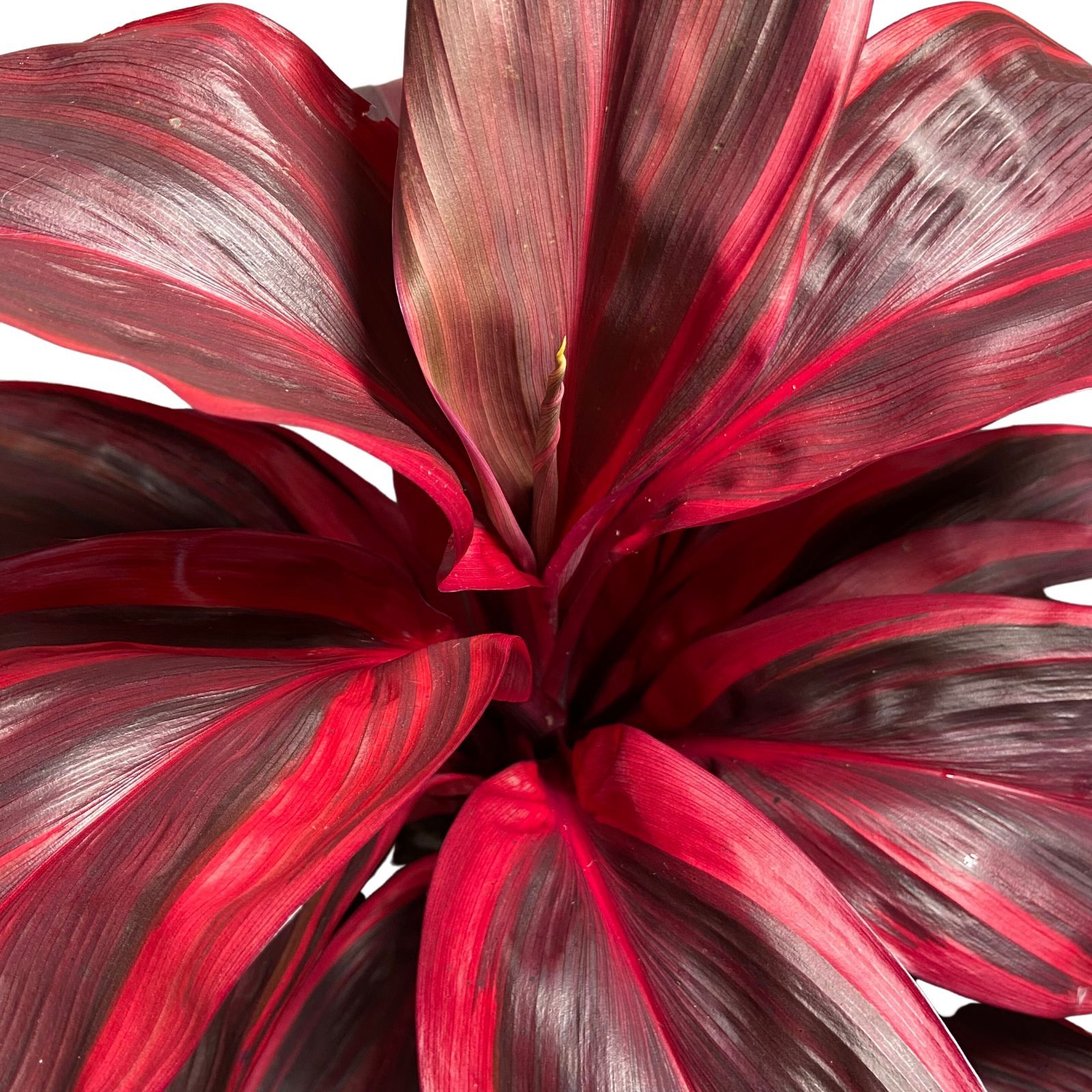 Cordyline Pink Champion, photo 5
