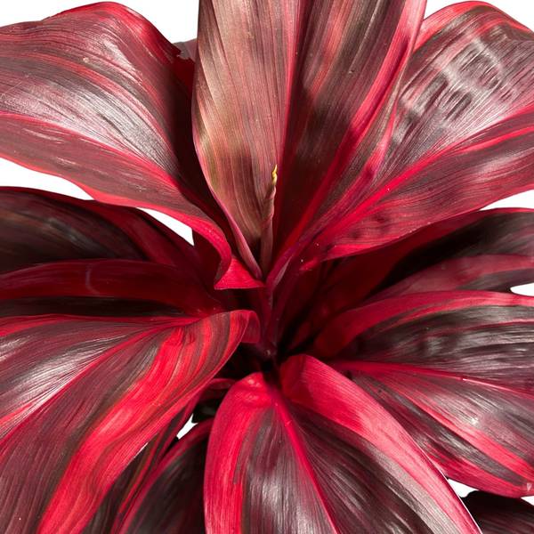 Cordyline Pink Champion, photo 5