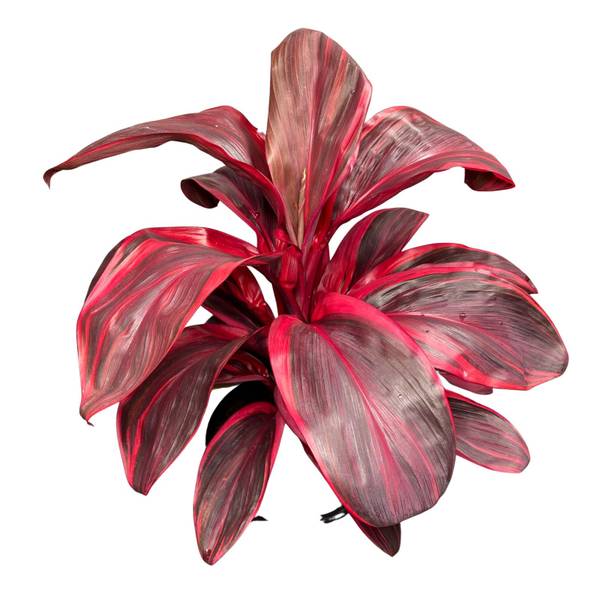 Cordyline Pink Champion, photo 2