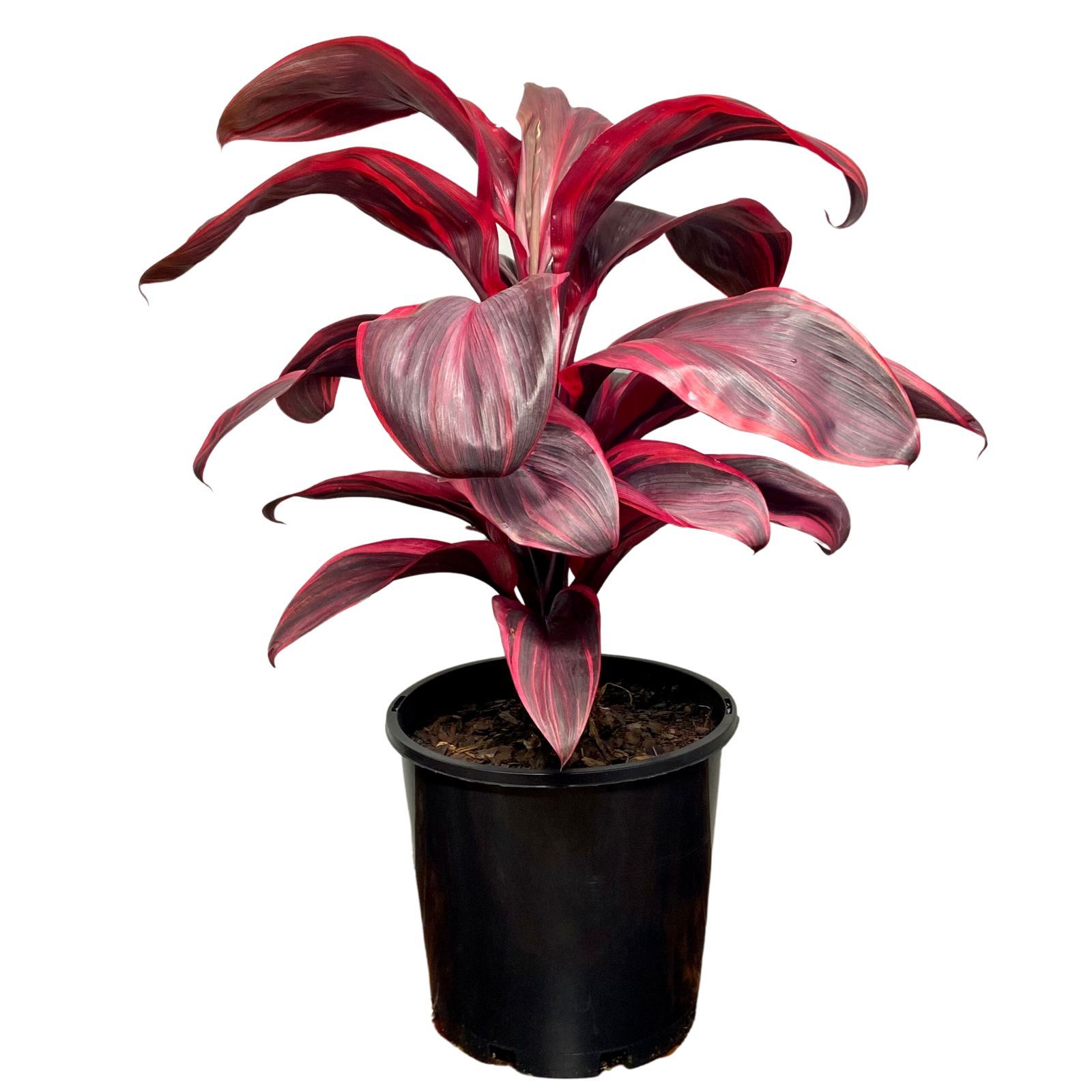 Cordyline Pink Champion grown at the nursery