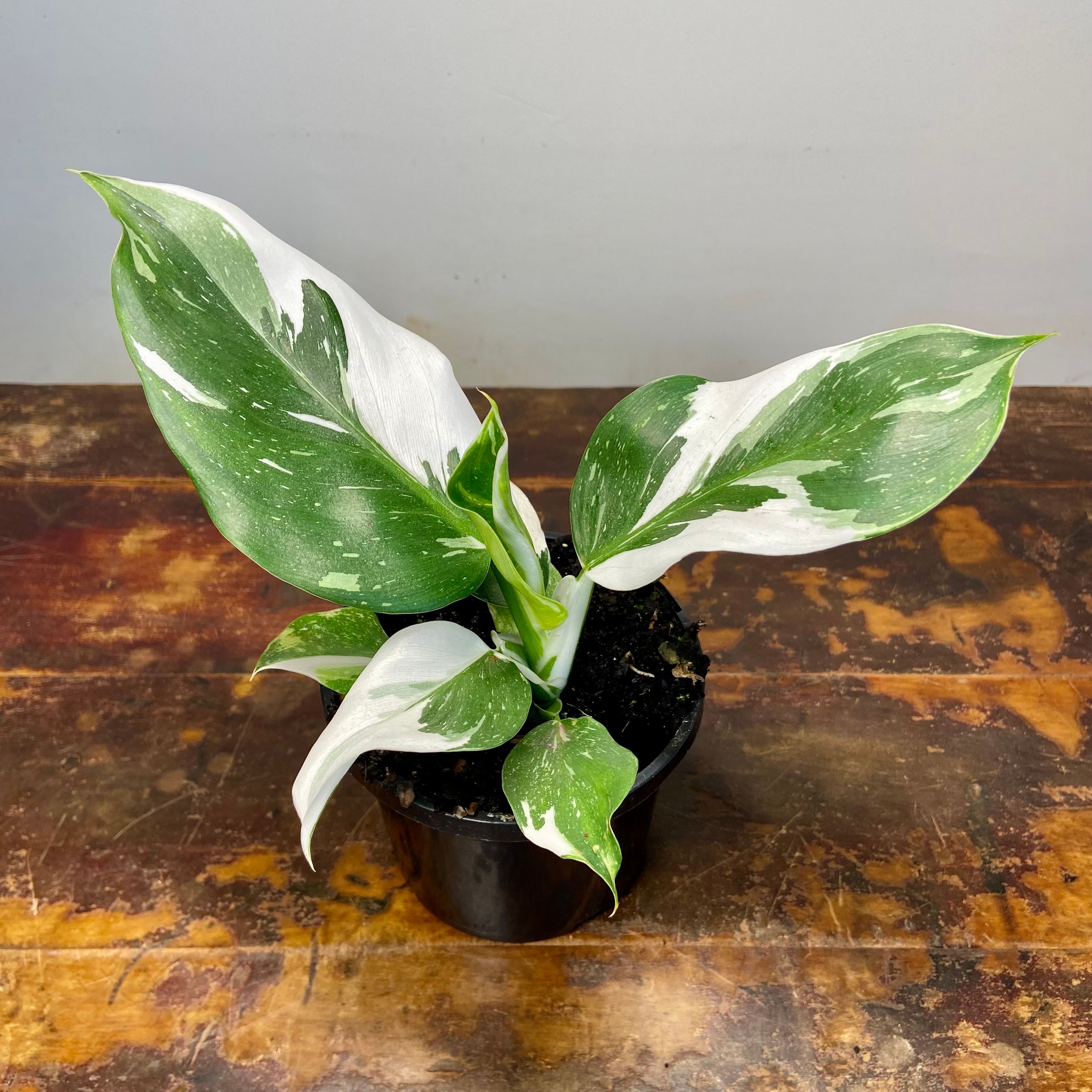 Philodendron White Wizard, photo 2