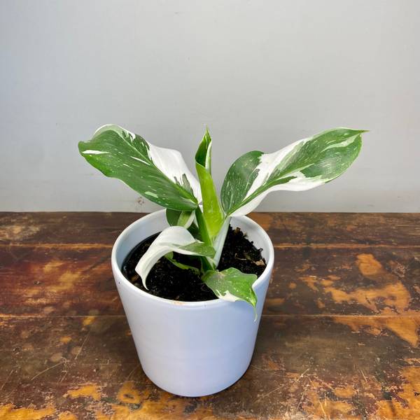 Philodendron White Wizard, photo 3