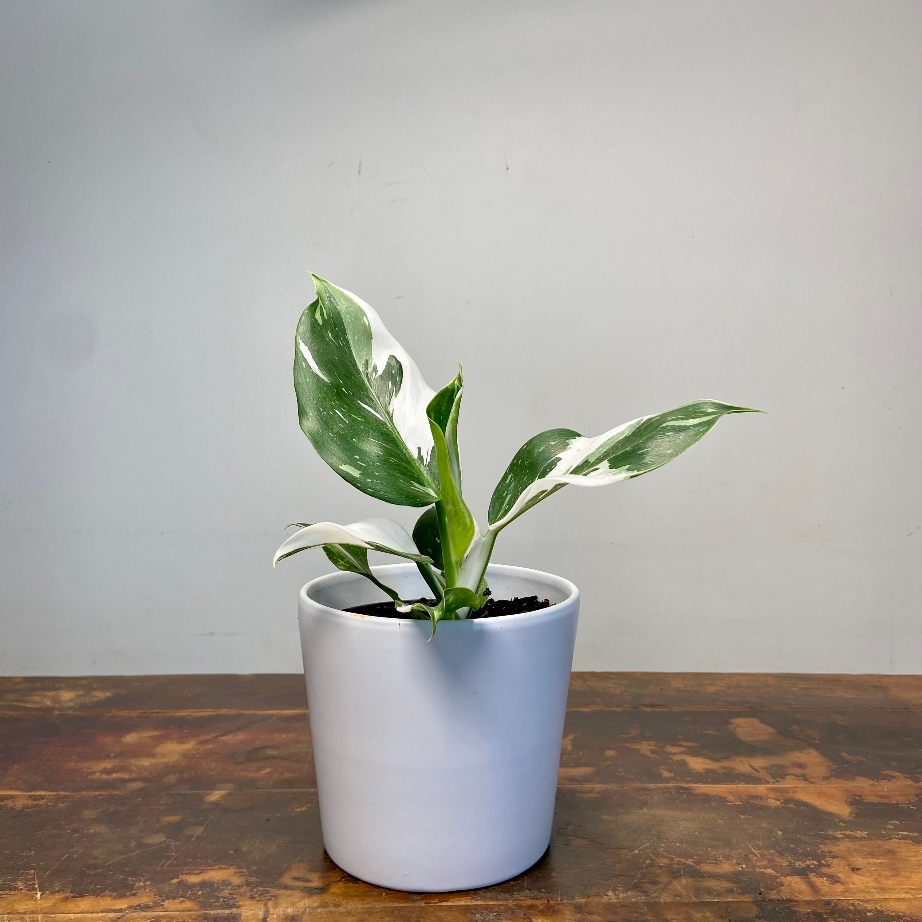 Philodendron White Wizard, photo 4