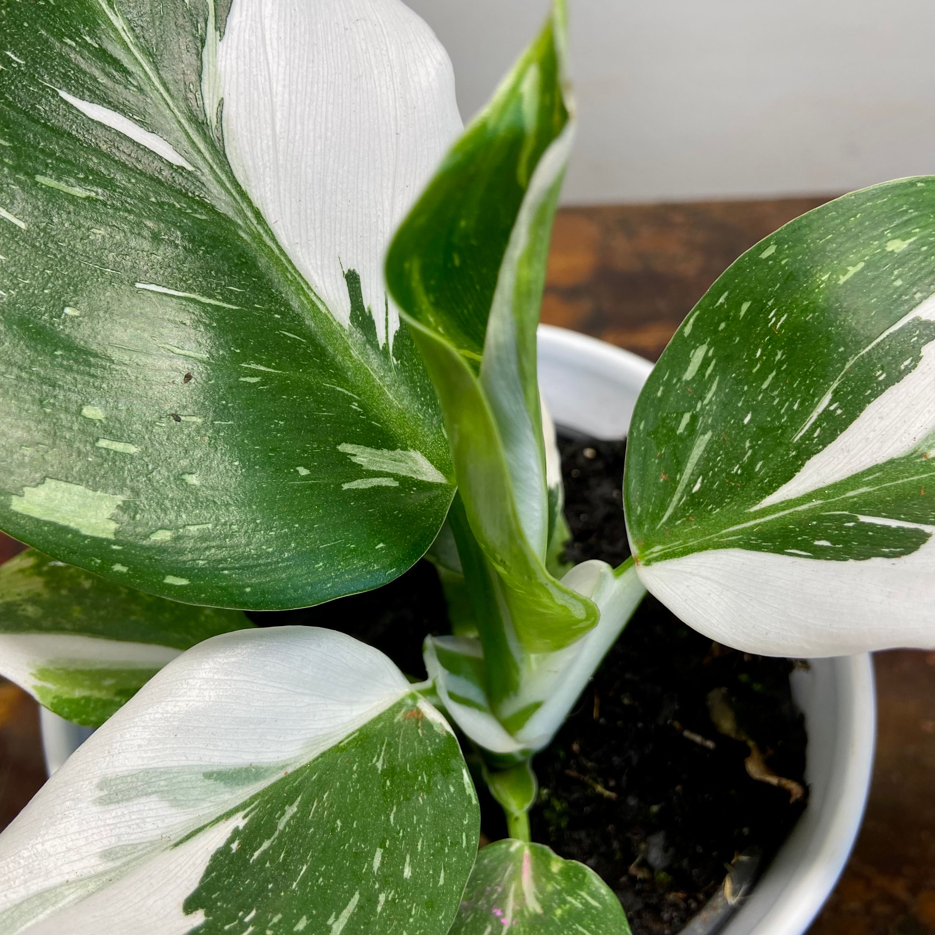 Philodendron White Wizard, photo 5