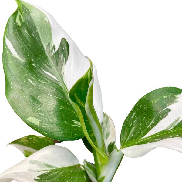 Philodendron White Wizard, photo 6
