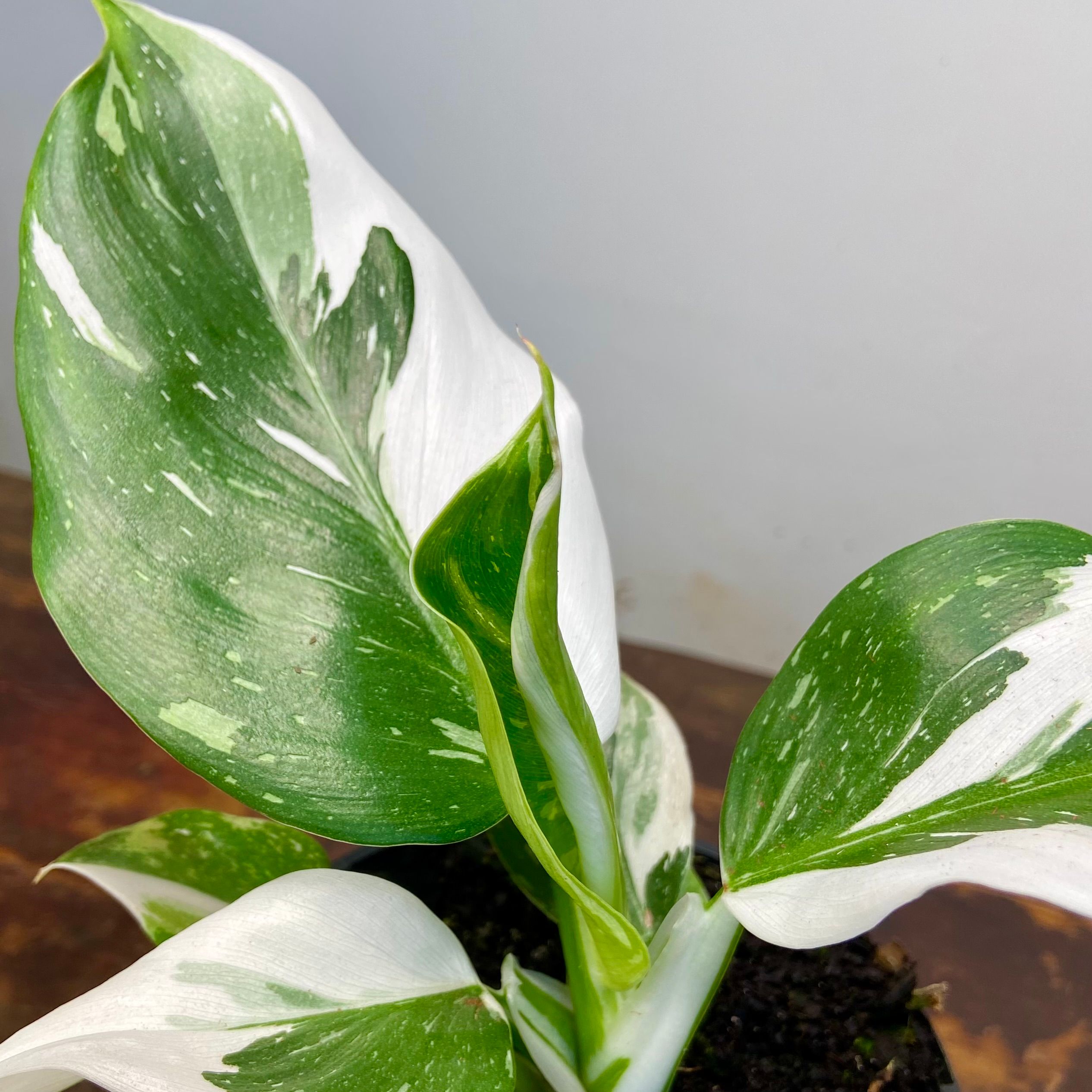 Philodendron White Wizard, photo 7
