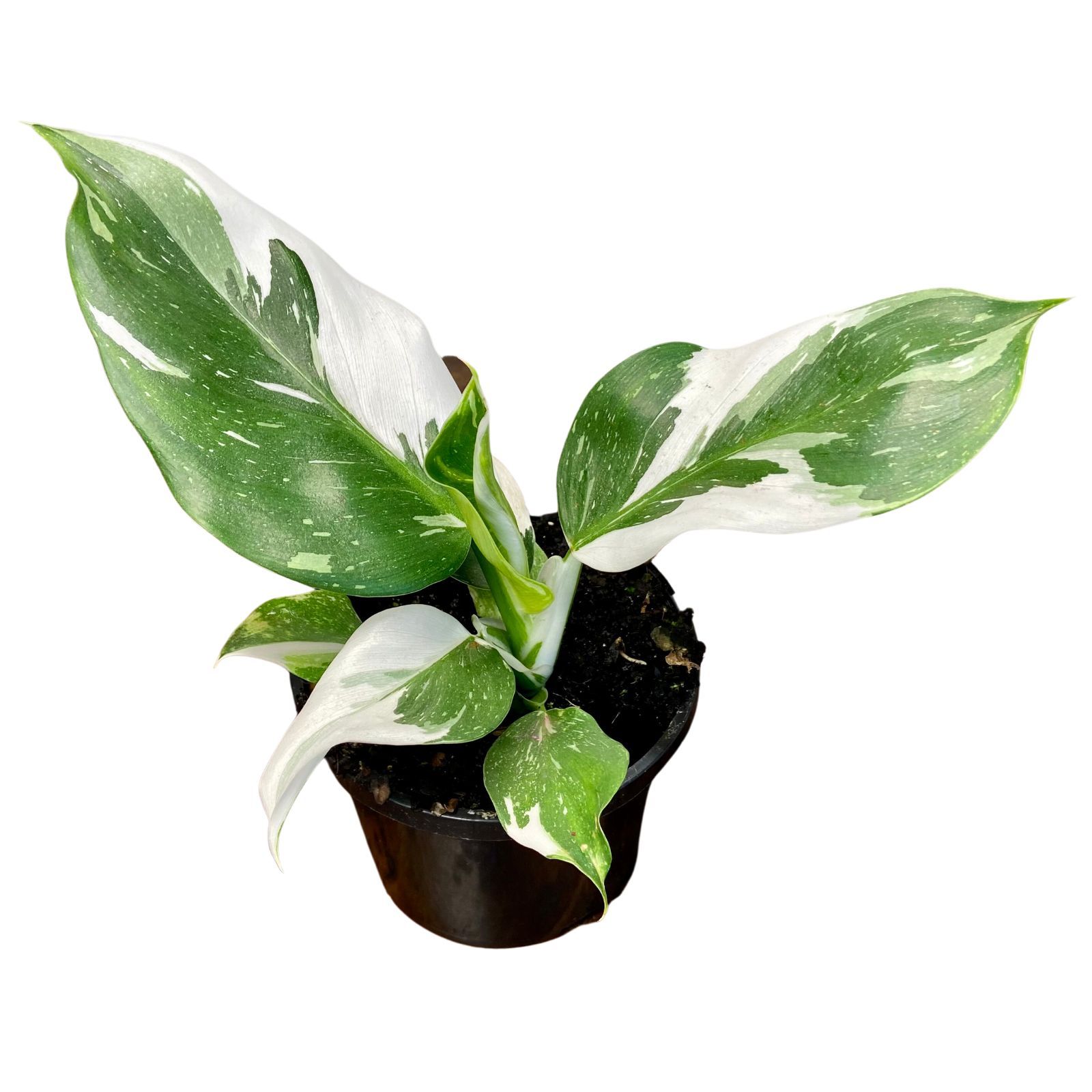 Philodendron White Wizard, photo 8