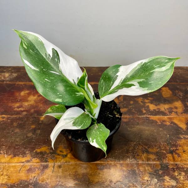 Philodendron White Wizard, photo 3