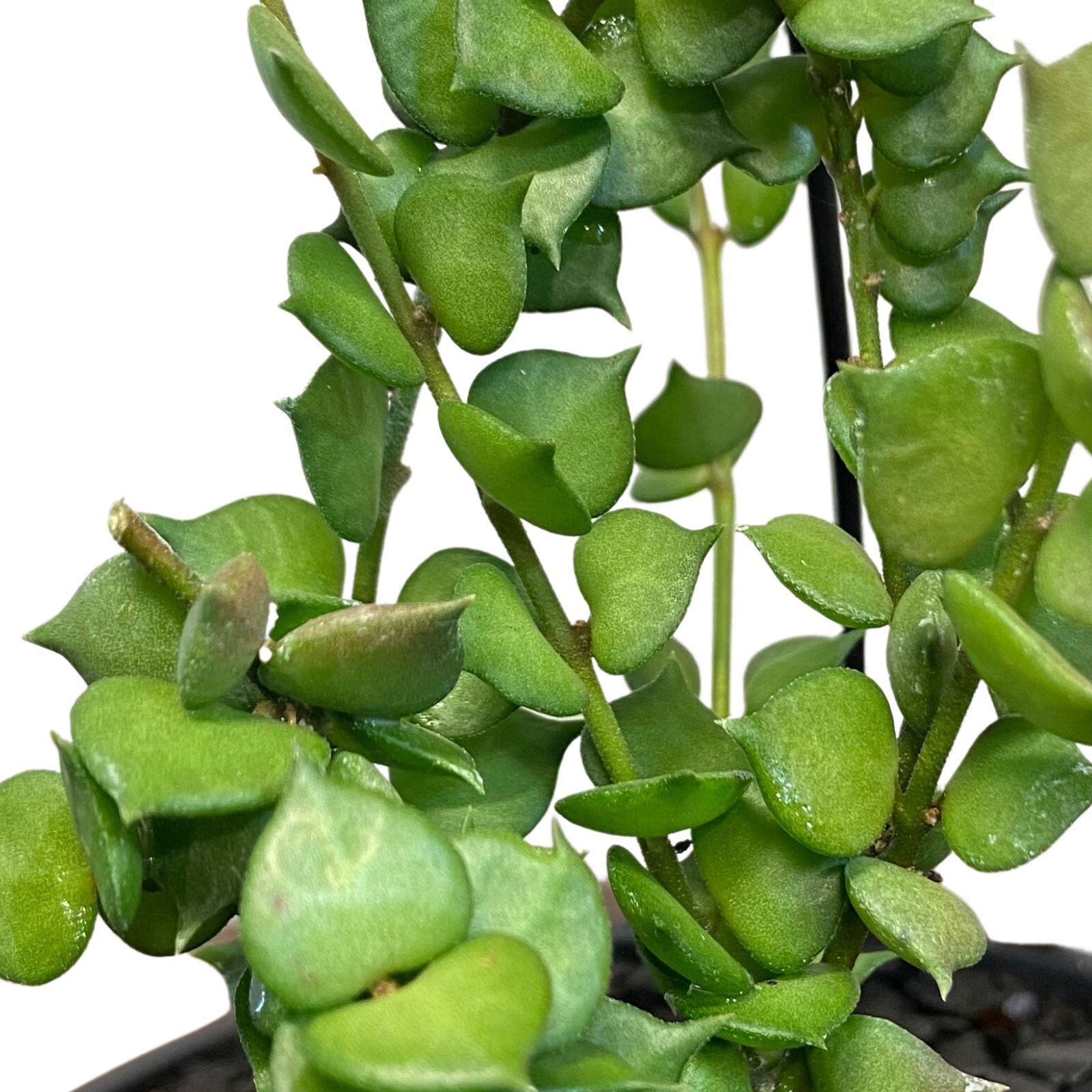 Dischidia ruscifolia grown at the nursery