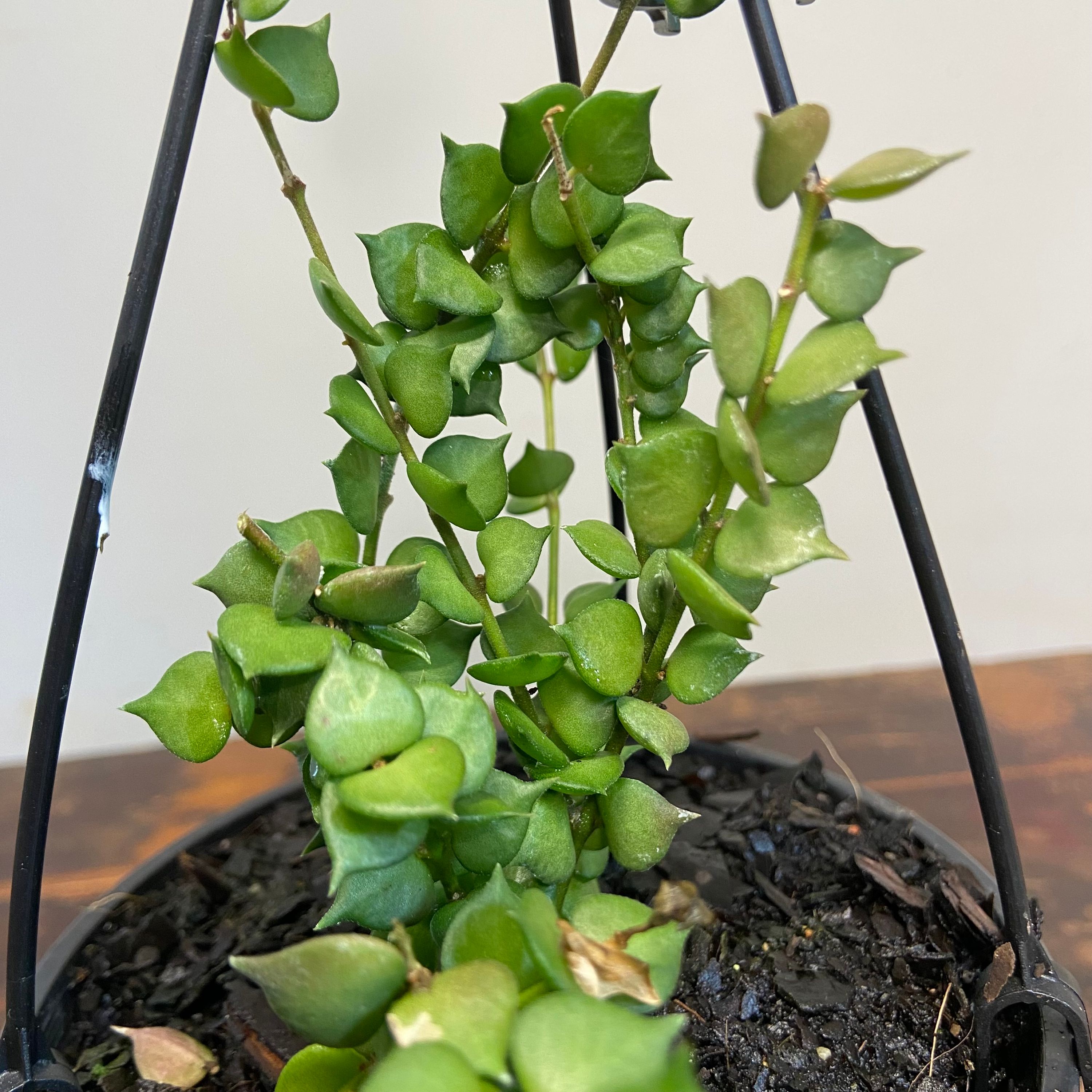 Dischidia ruscifolia, photo 8