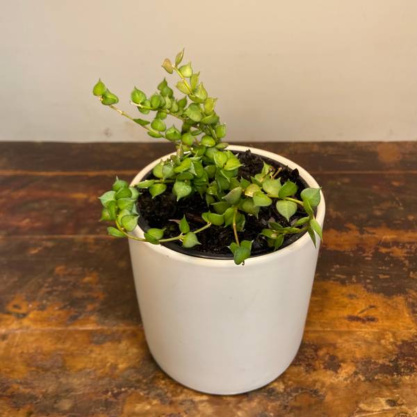 Dischidia ruscifolia, photo 4