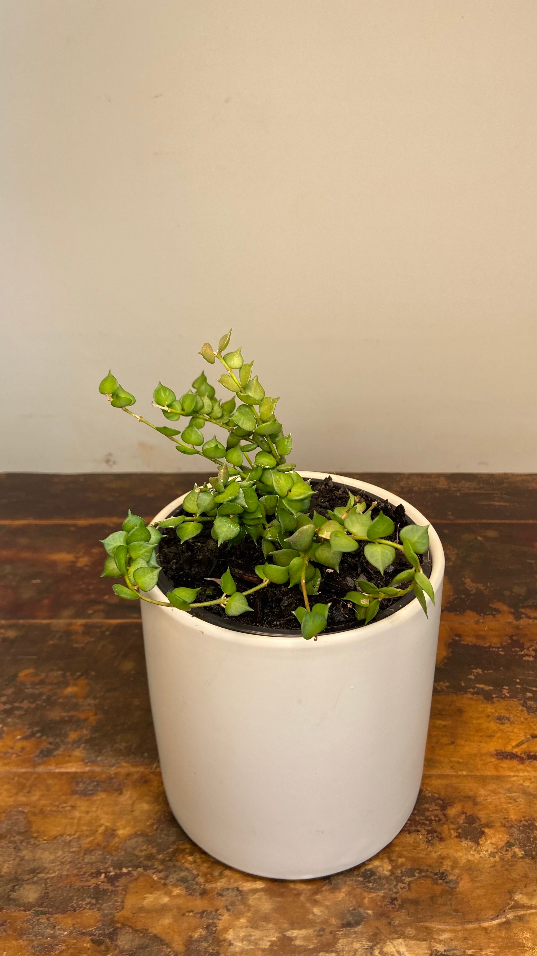 Dischidia ruscifolia, photo 7