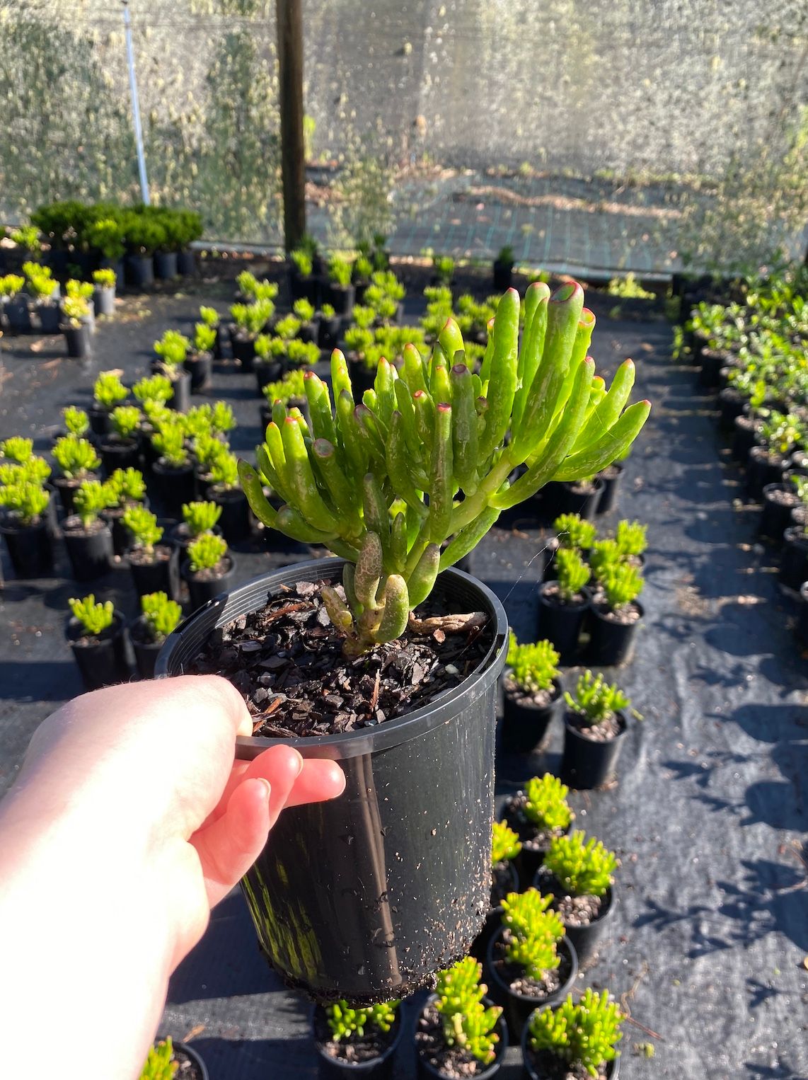 Crassula ovata Gollum, photo 5