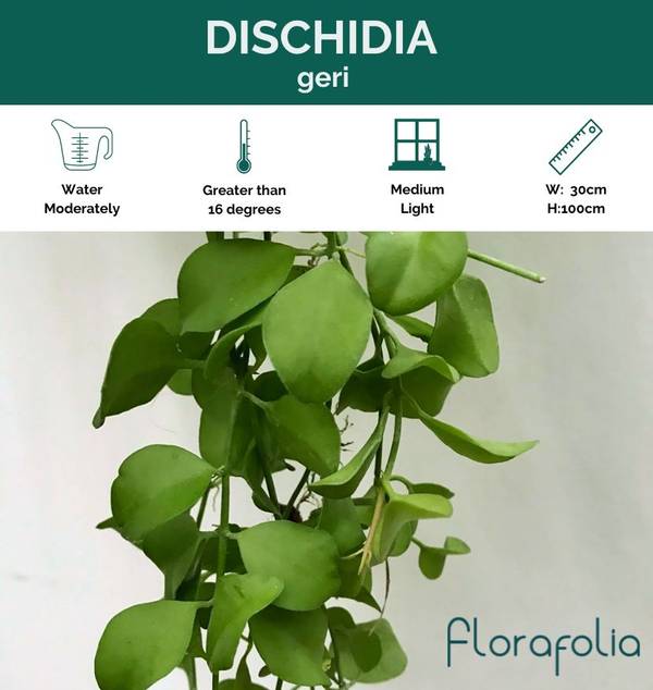 Dischidia geri, photo 7