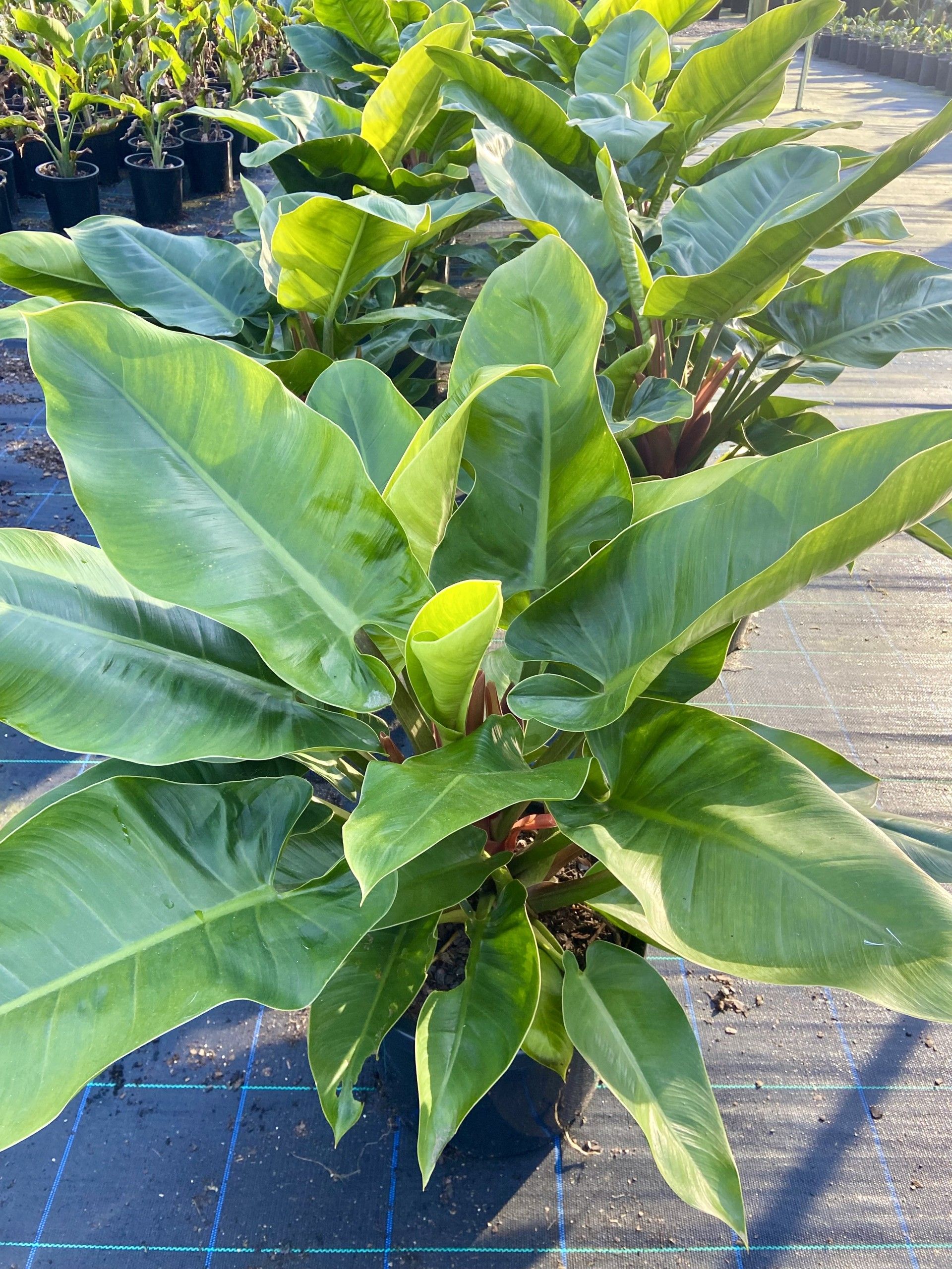 Philodendron Imperial Green, photo 3
