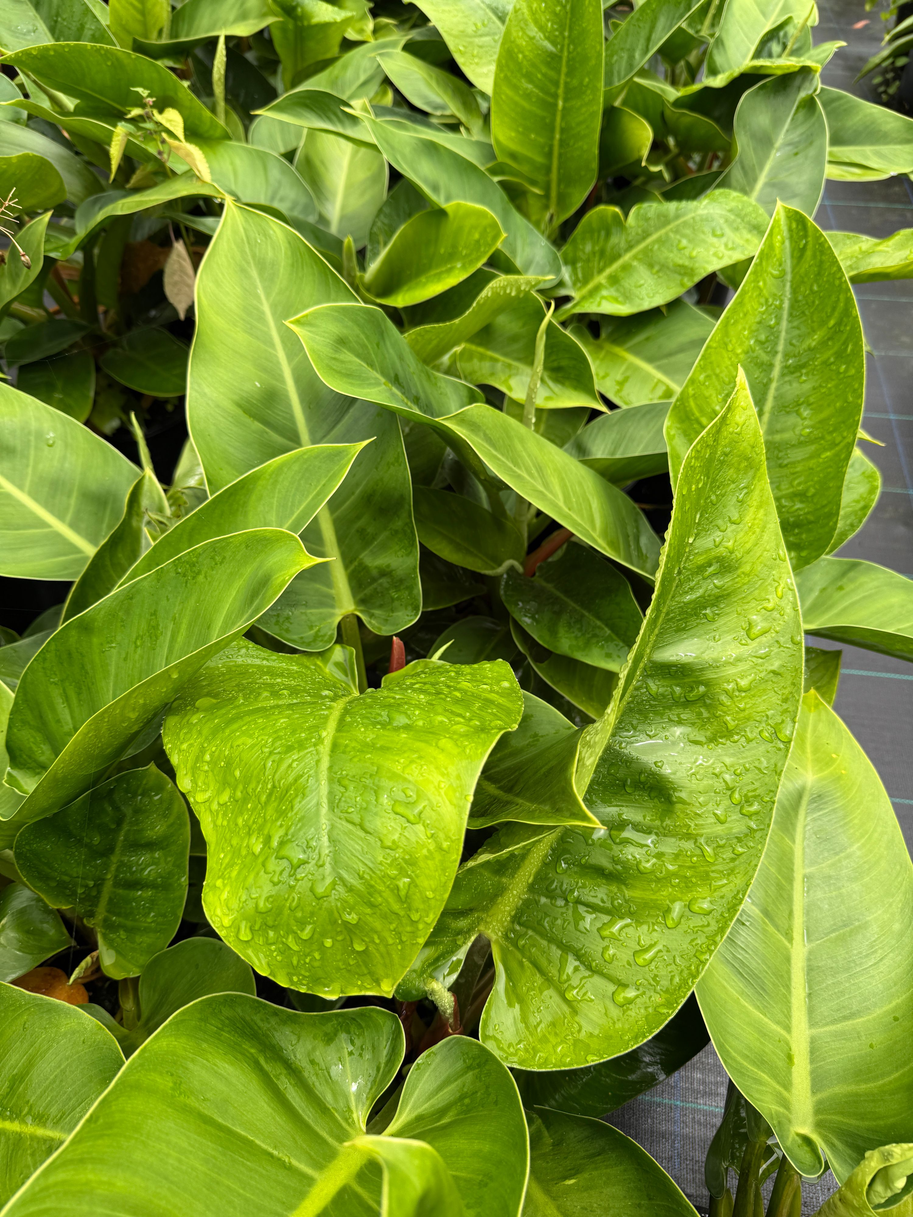 Philodendron Imperial Green, photo 5