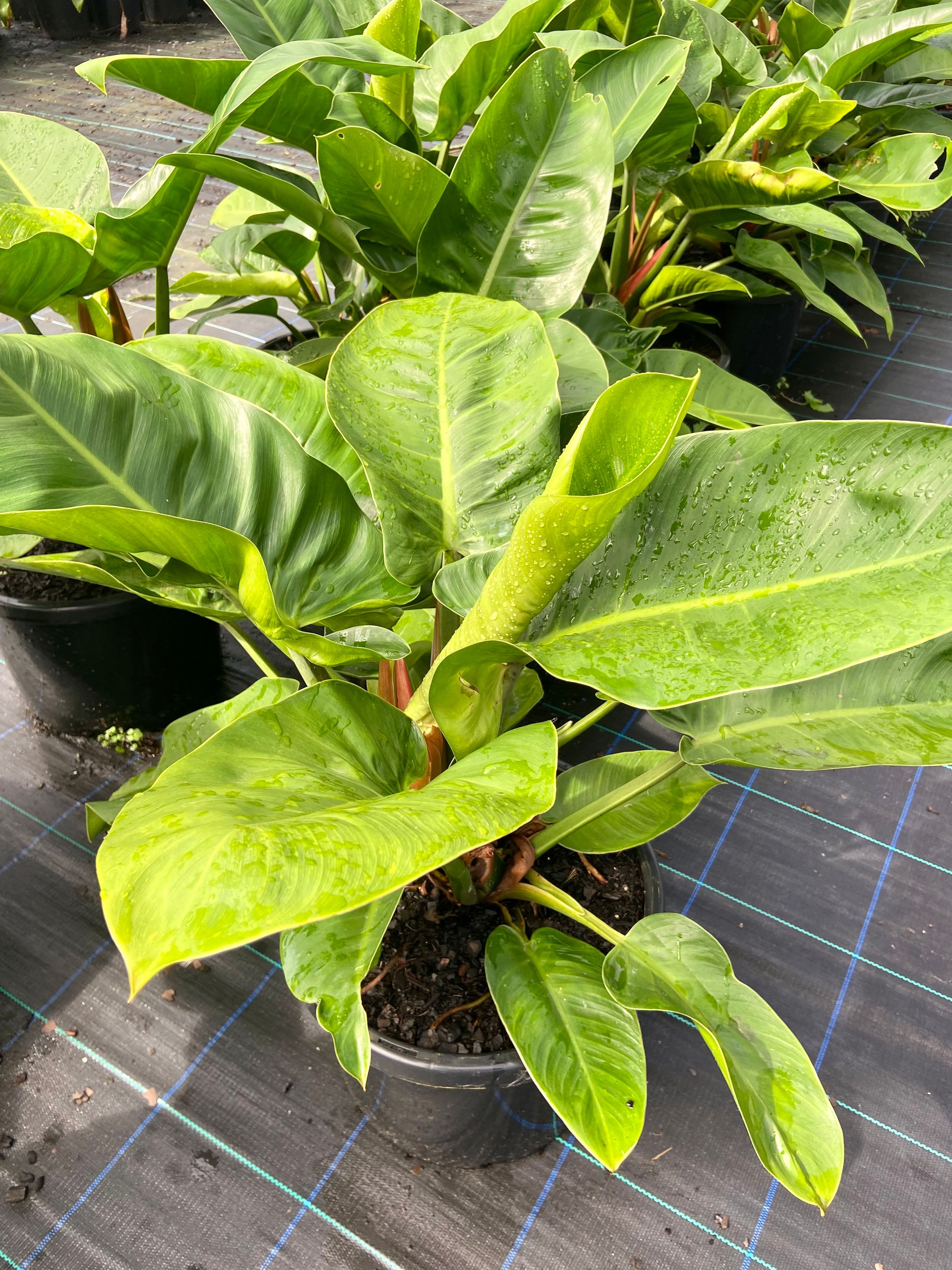 Philodendron Imperial Green, photo 4