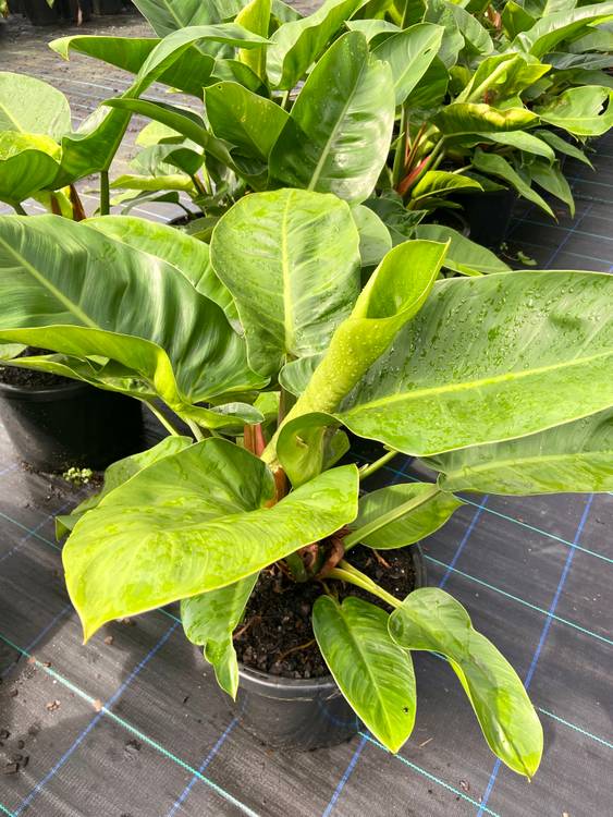 Philodendron Imperial Green, photo 4