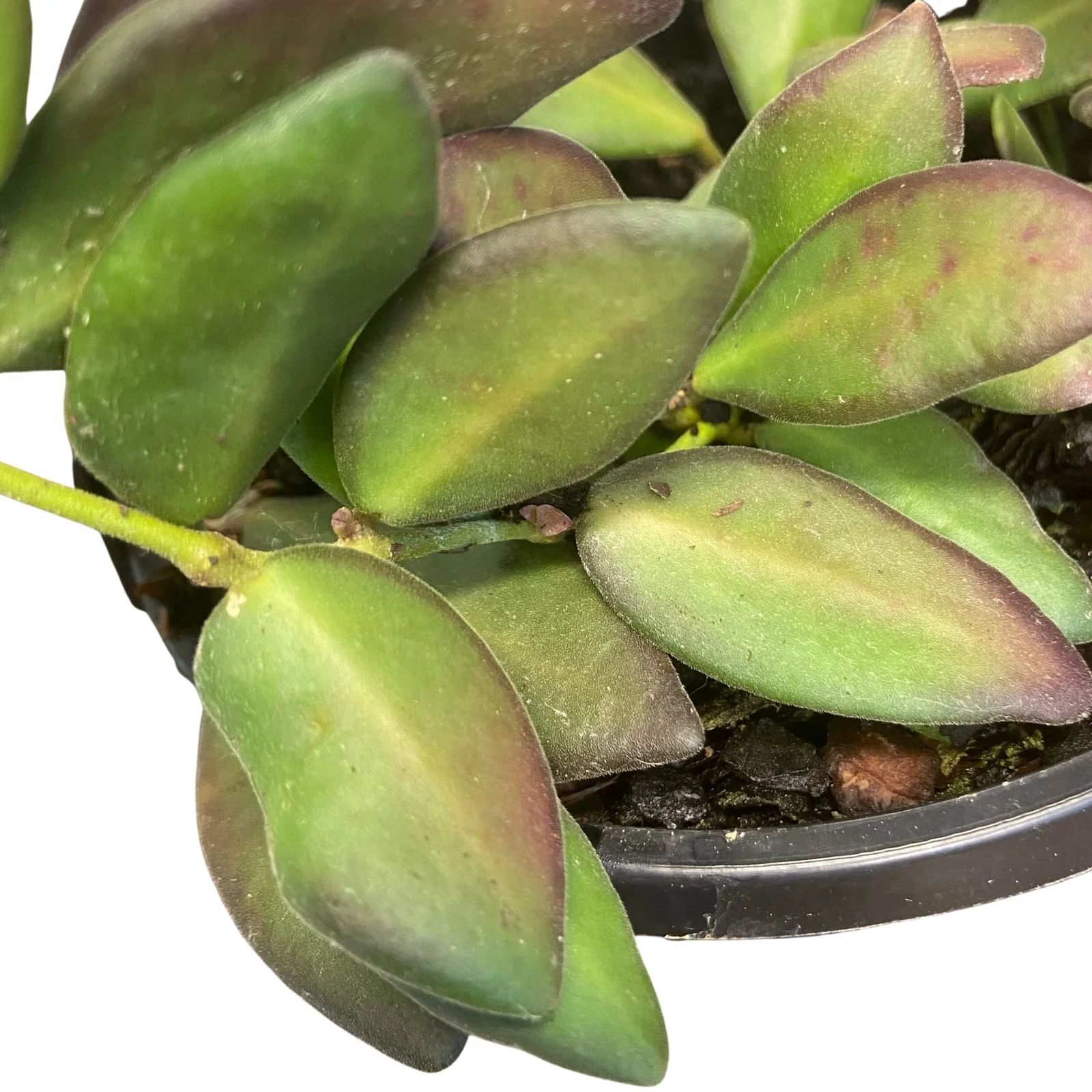 Hoya sp. aff. burtoniae, photo 2