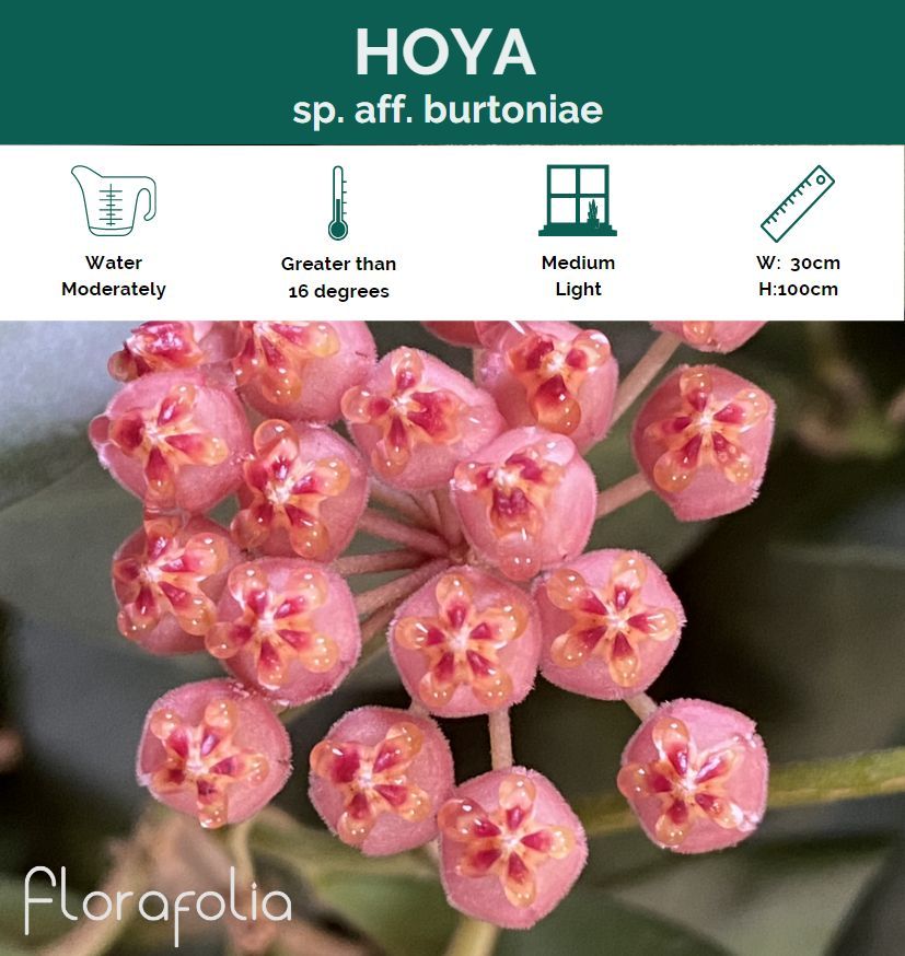 Hoya sp. aff. burtoniae, photo 5