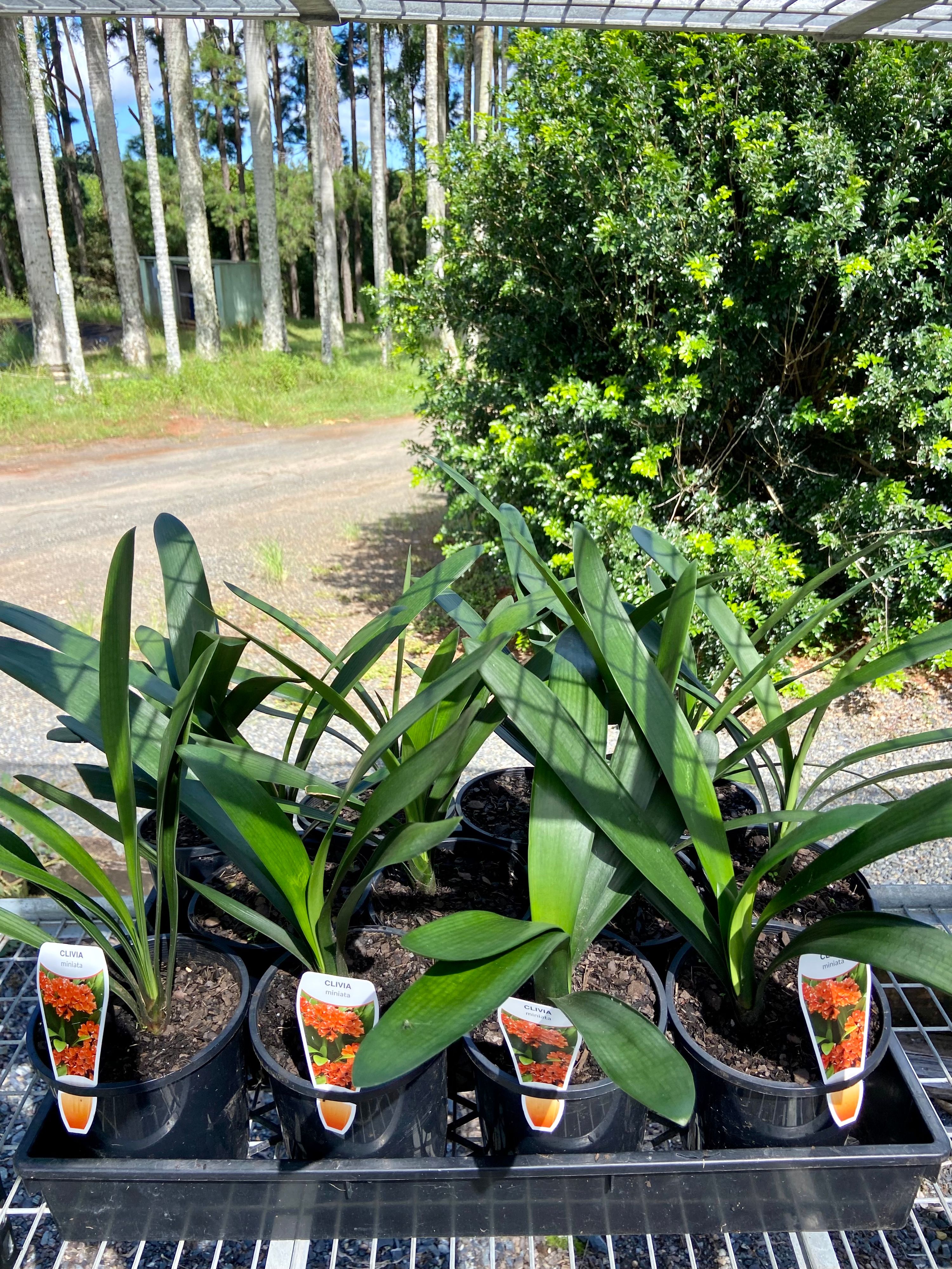 Clivia miniata, photo 3