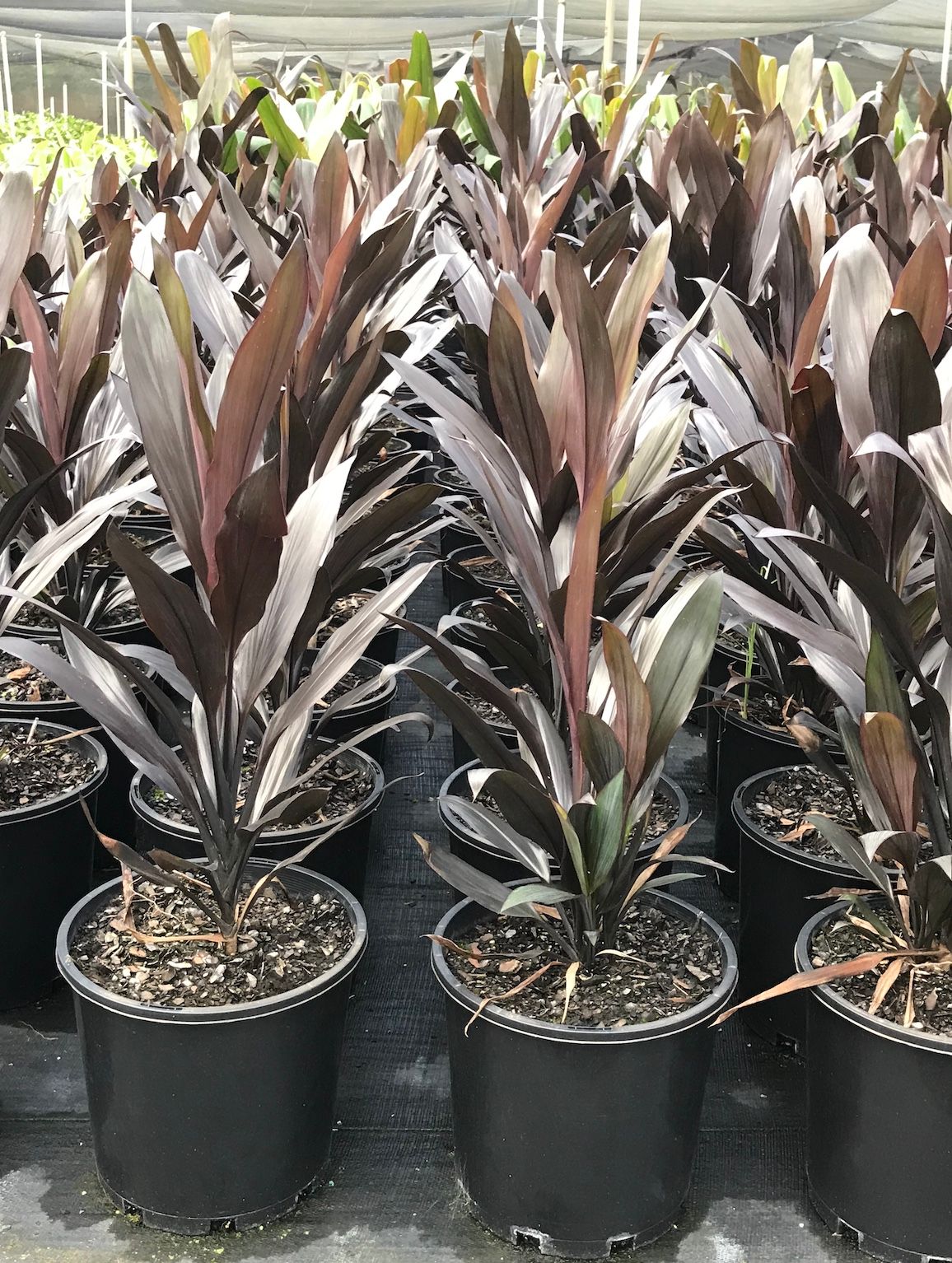 Cordyline fruticosa Caruba Black grown at the nursery