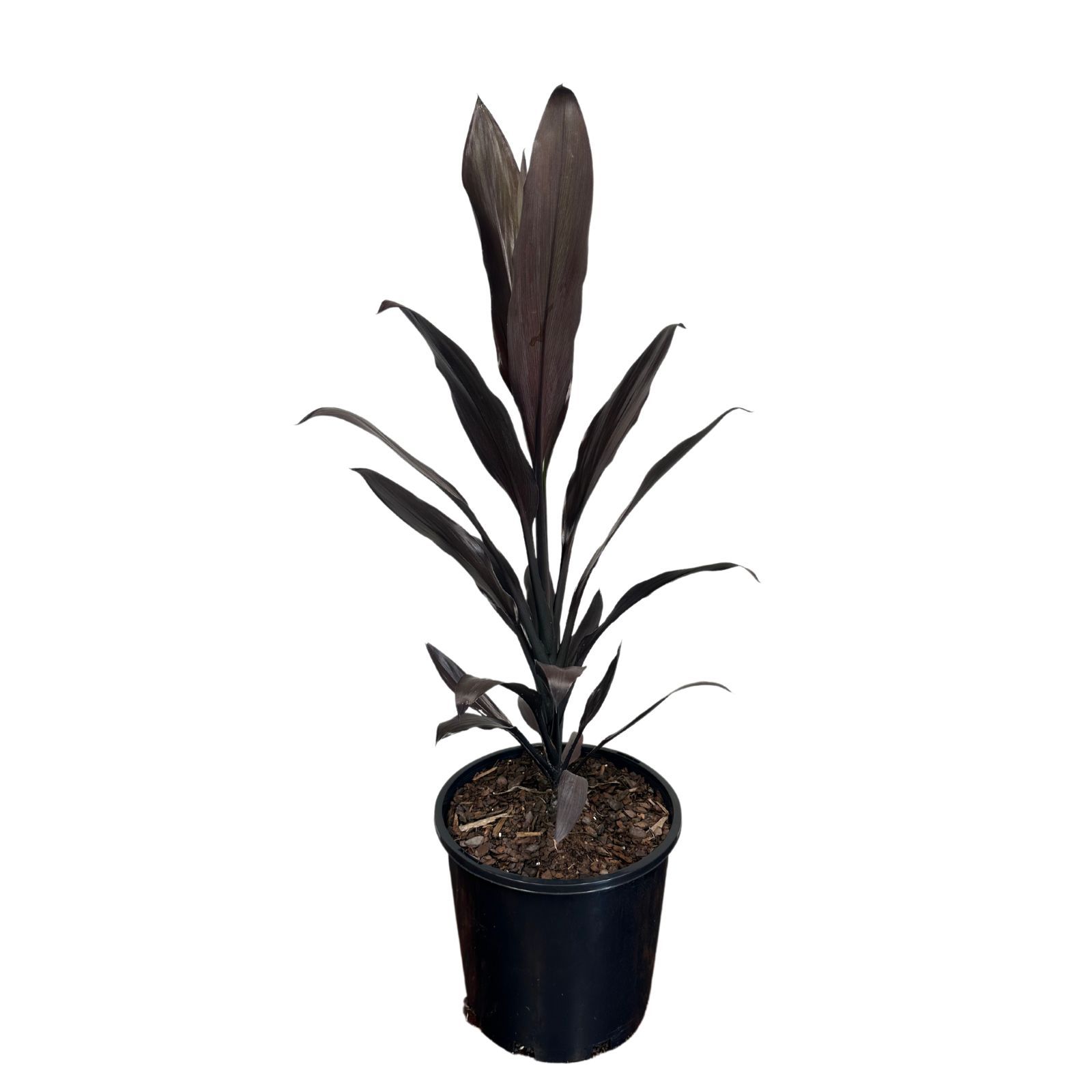 Cordyline fruticosa Caruba Black, photo 2