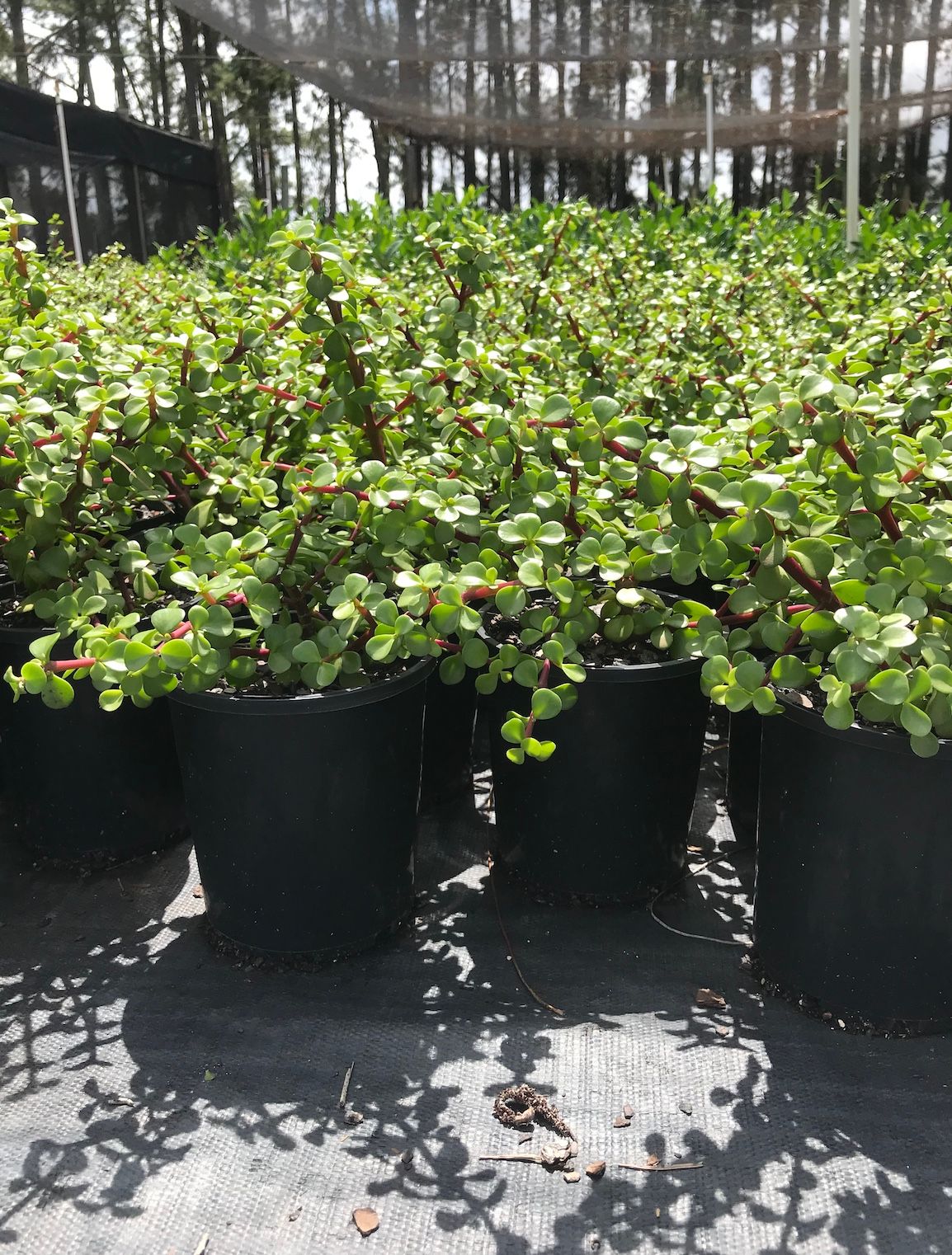 Portulacaria afra, photo 3