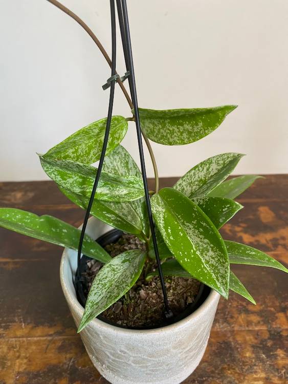 Hoya pubicalyx, photo 4