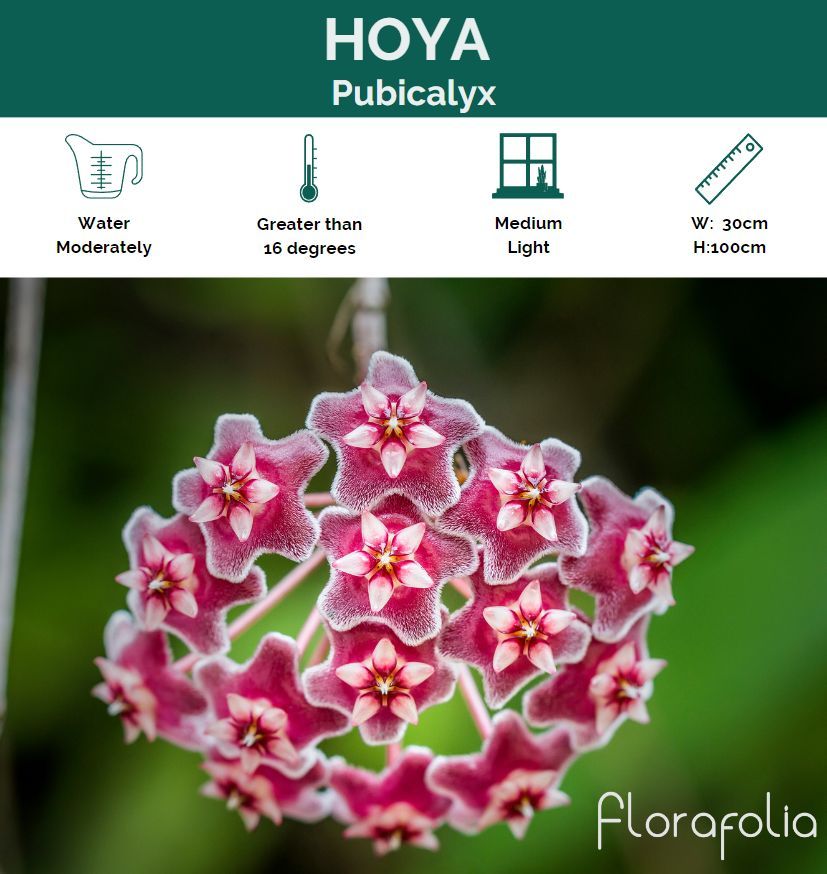 Hoya pubicalyx, photo 6